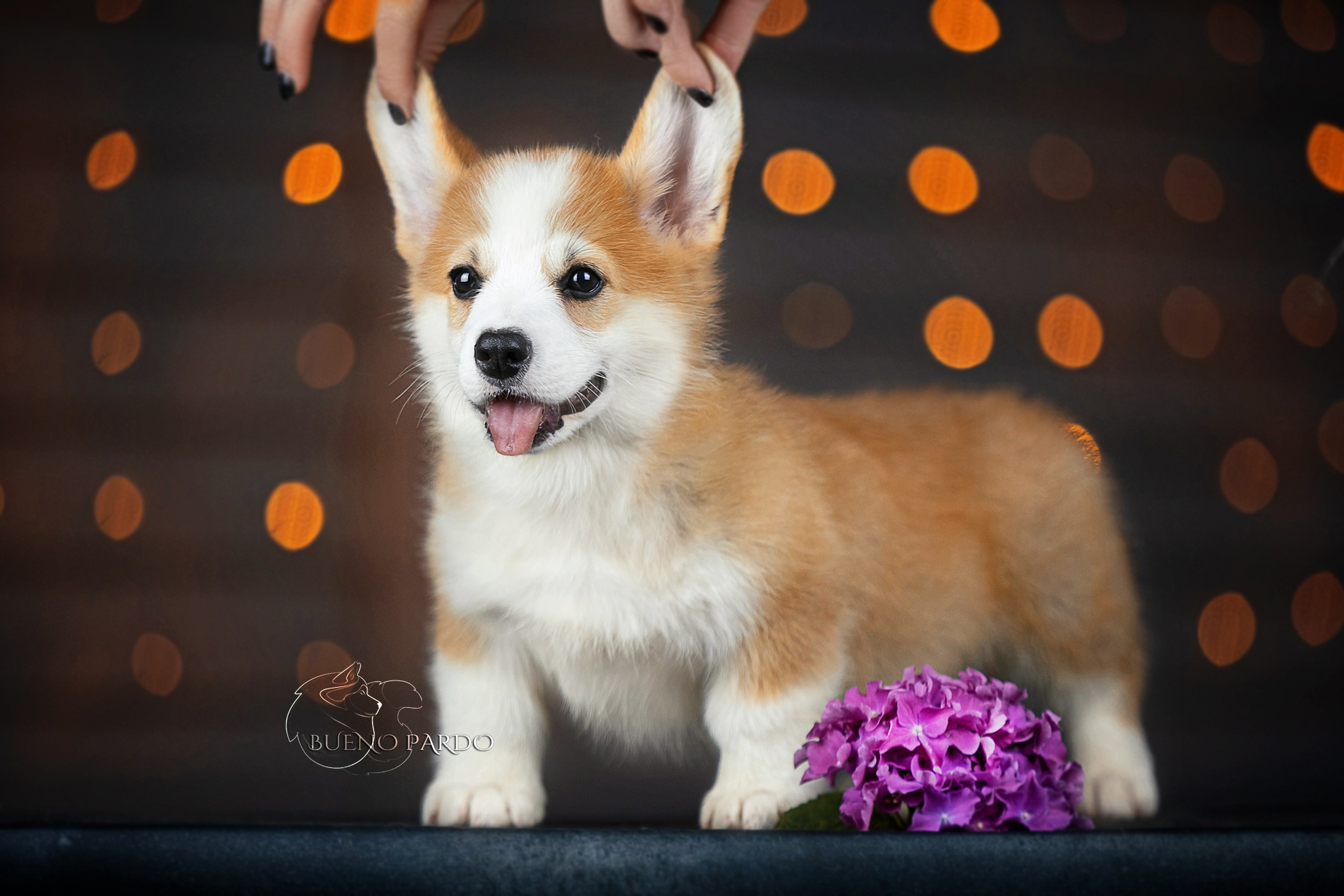 Щенки вельш корги пемброк из питомника. Питомник собак Акита, Хаски, Корги