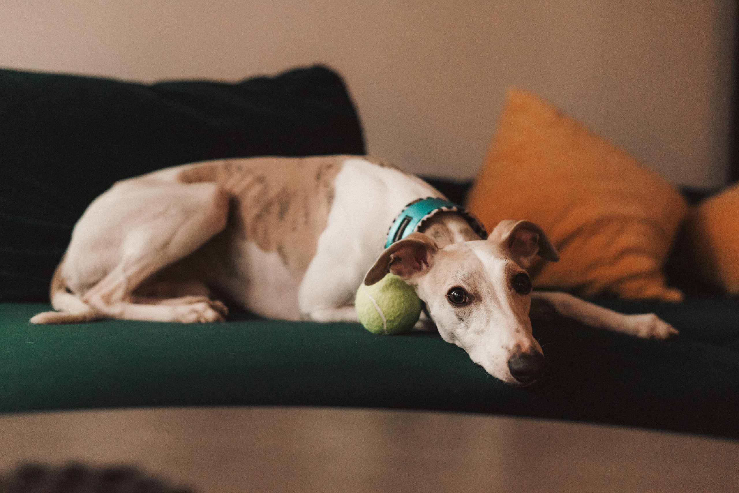 Zarina & Leah. Natalia Finch Photography — Family, Kids & Pet Photographer in Chicago, IL