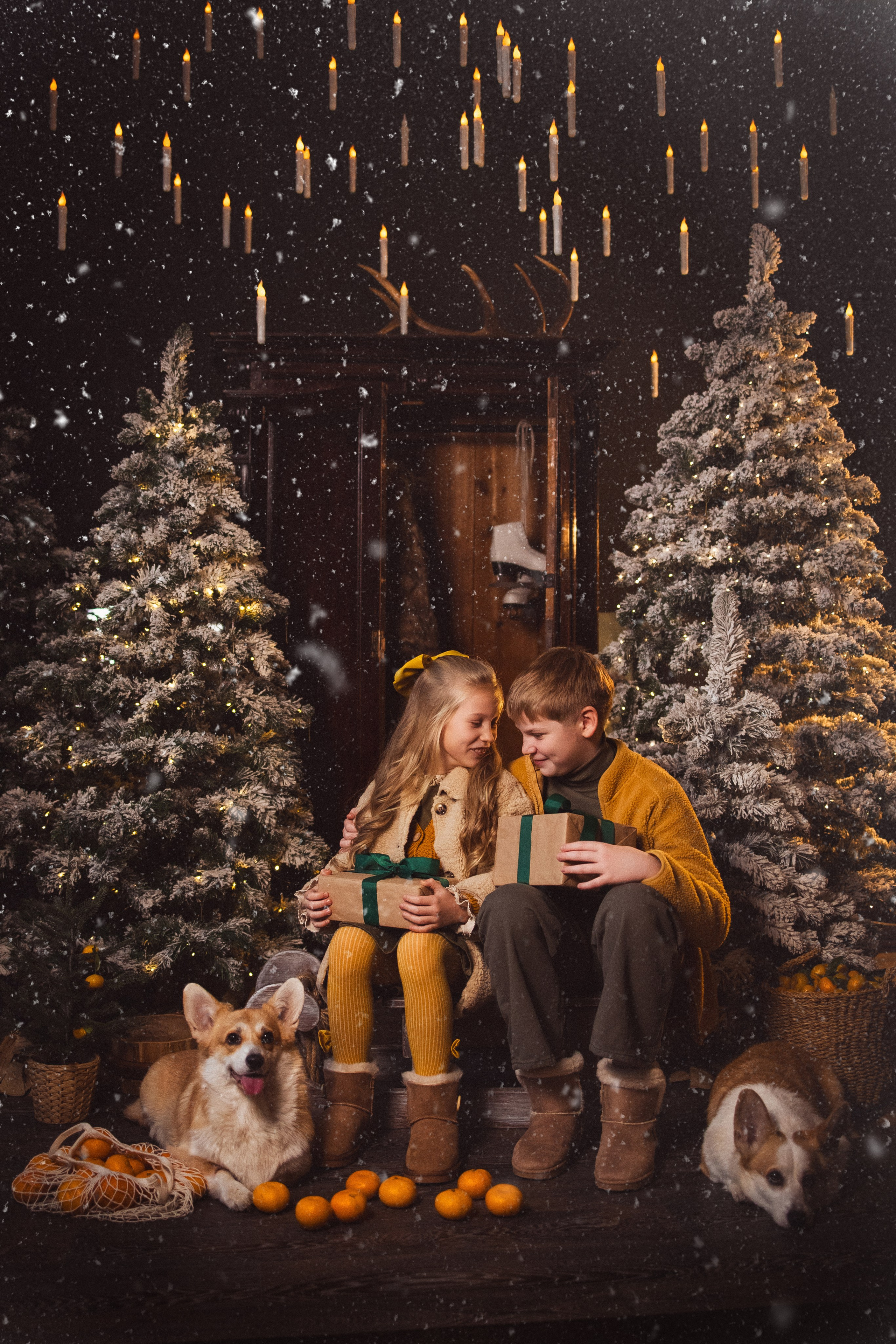 Фотосессия с собачками Корги в зимних декорациях фотостудии «Майя», город Краснодар. Семейный и детский фотограф в Краснодаре Анна Трашкова