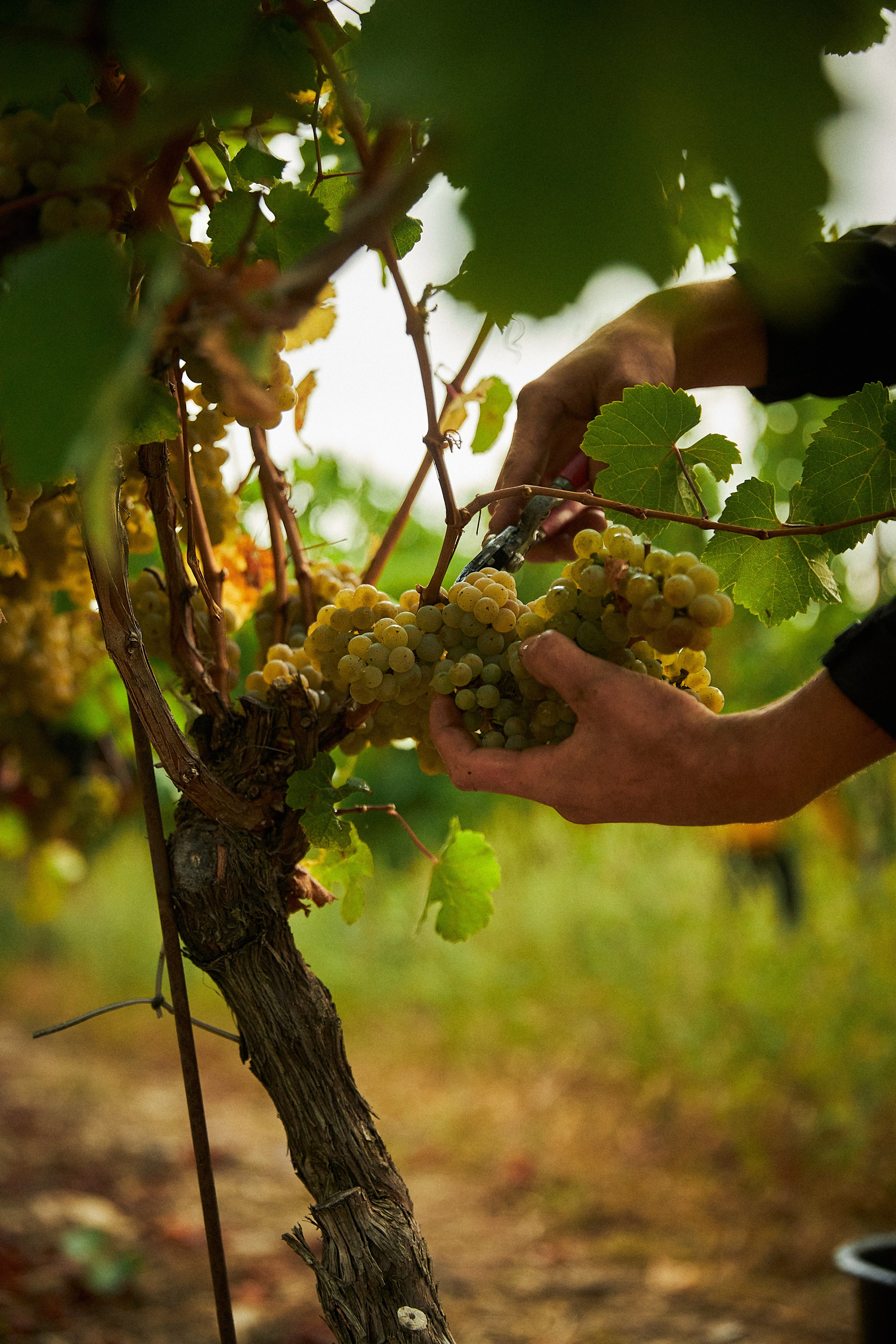 Galitsky & Galitsky. ПОЧЕМУ? СТУДИЯ