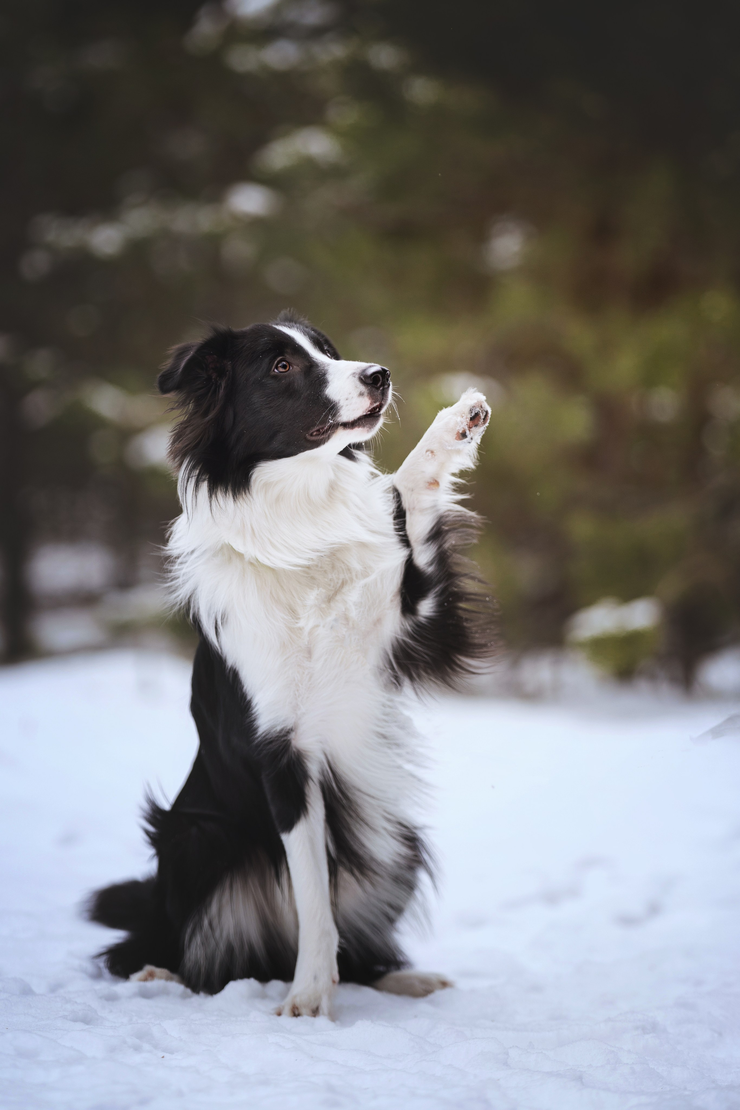 Близзард. Kameramotor74