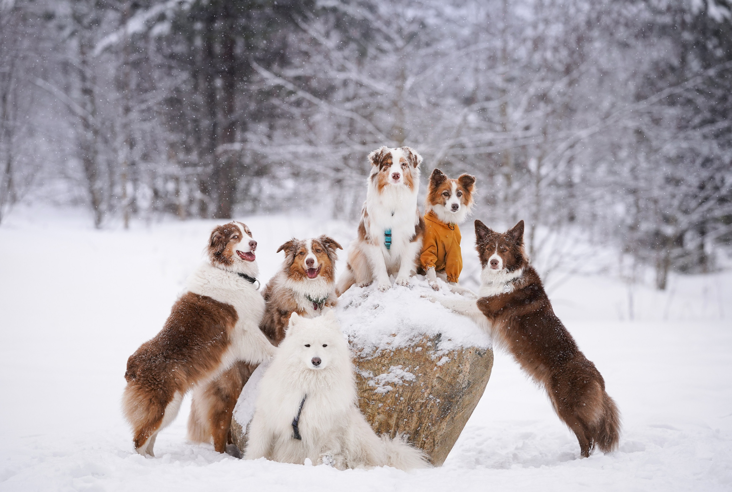 Красно-рыжая банда. Фотограф-анималист в Санкт-Петербурге Яна Мартынова