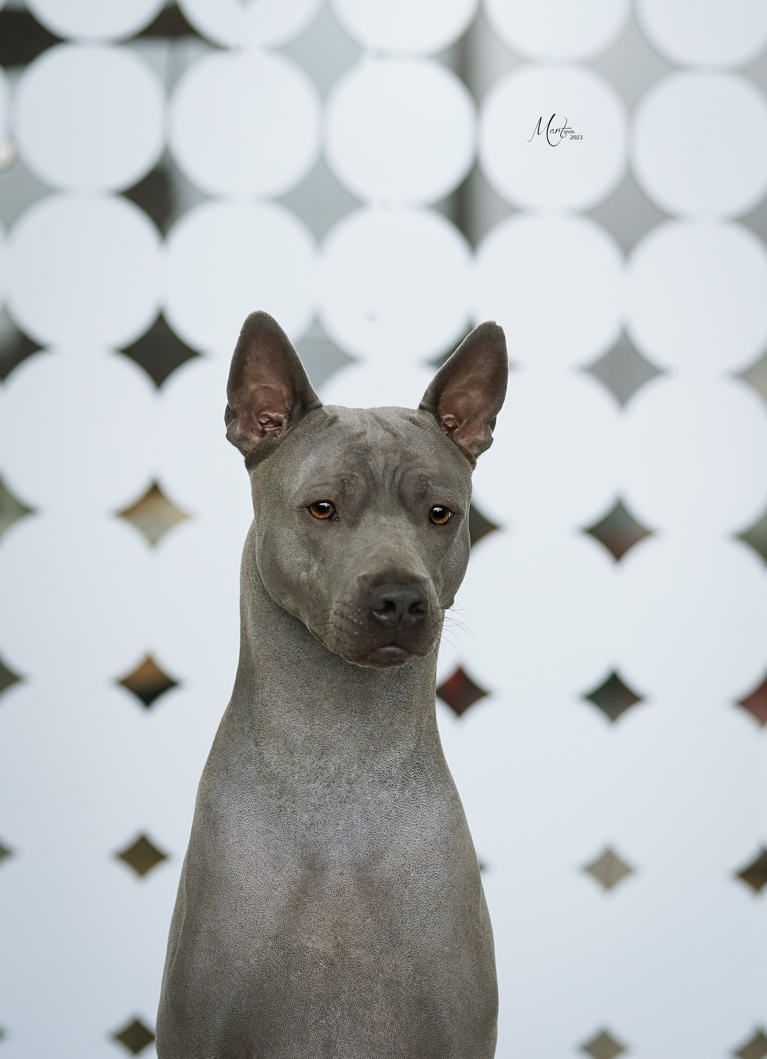 Выставки 2023. Фотограф-анималист в Санкт-Петербурге Яна Мартынова