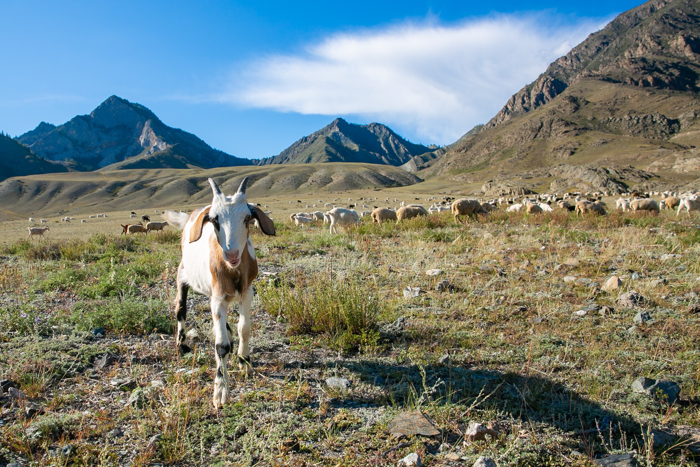 Алтай. Репортажный фотограф в Москве Зуйко Оксана
