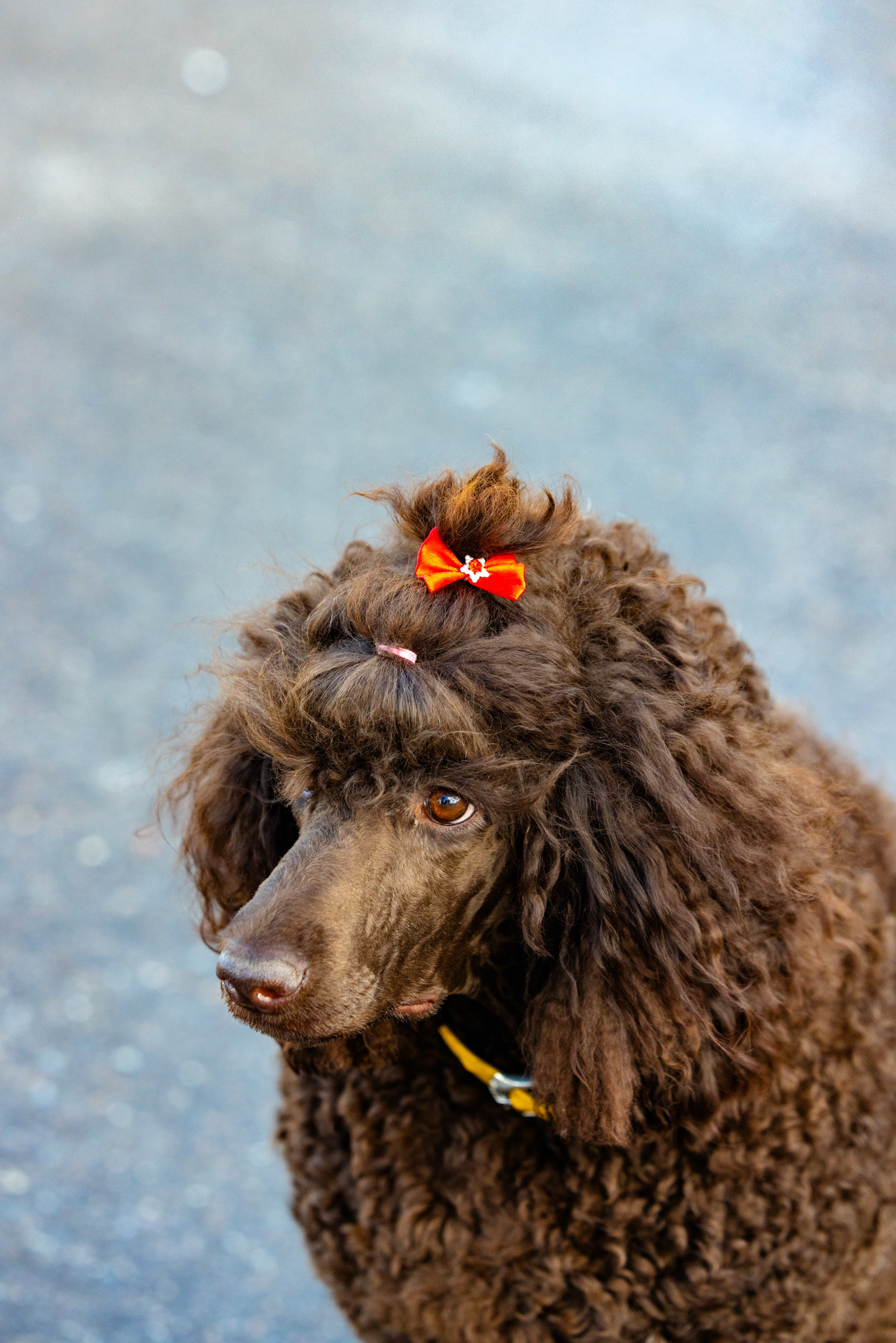 Клуб грумеров (прогулка и семинары). Виктория Зудина — фотограф в Москве