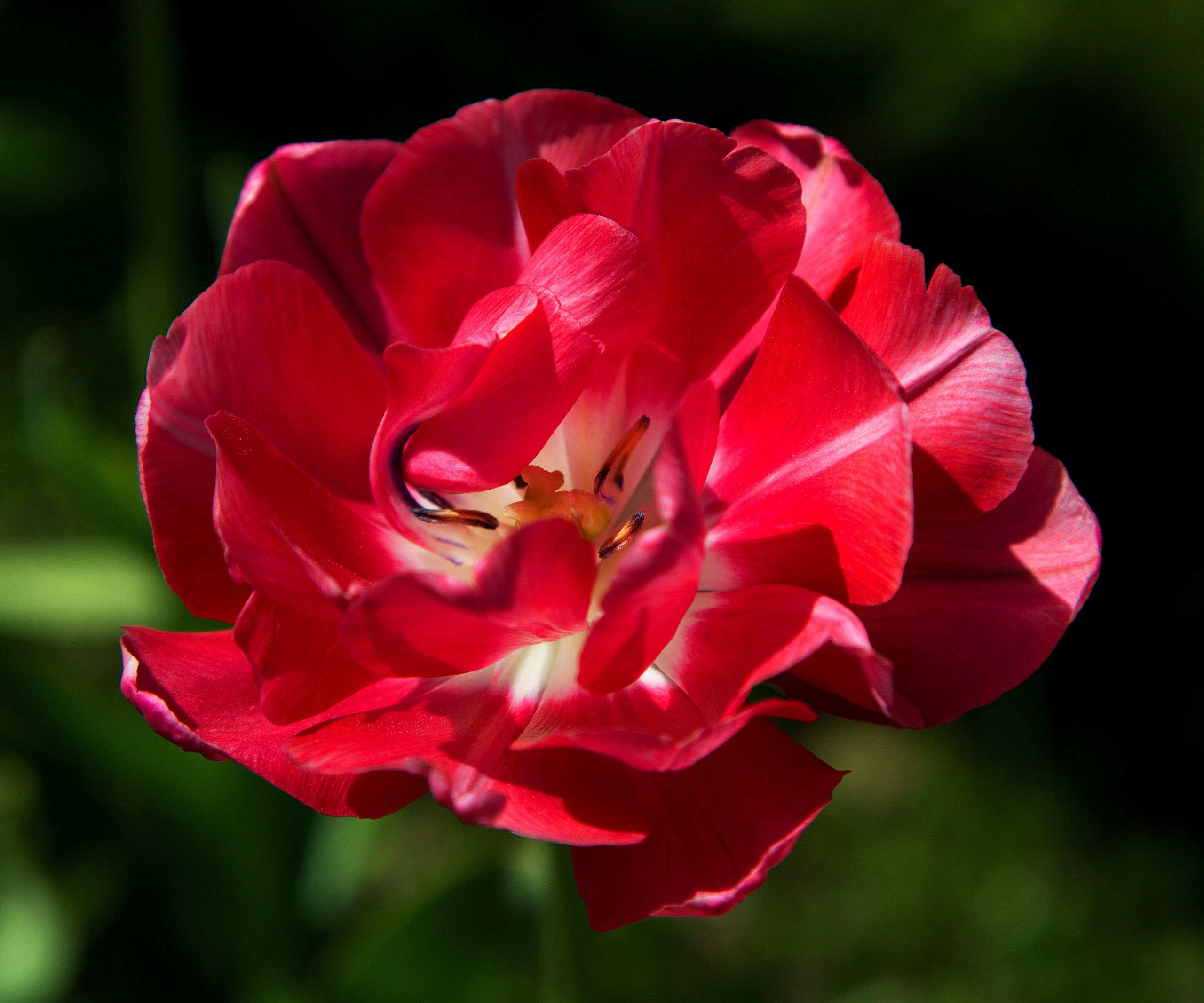 Фотографии цветов и растений