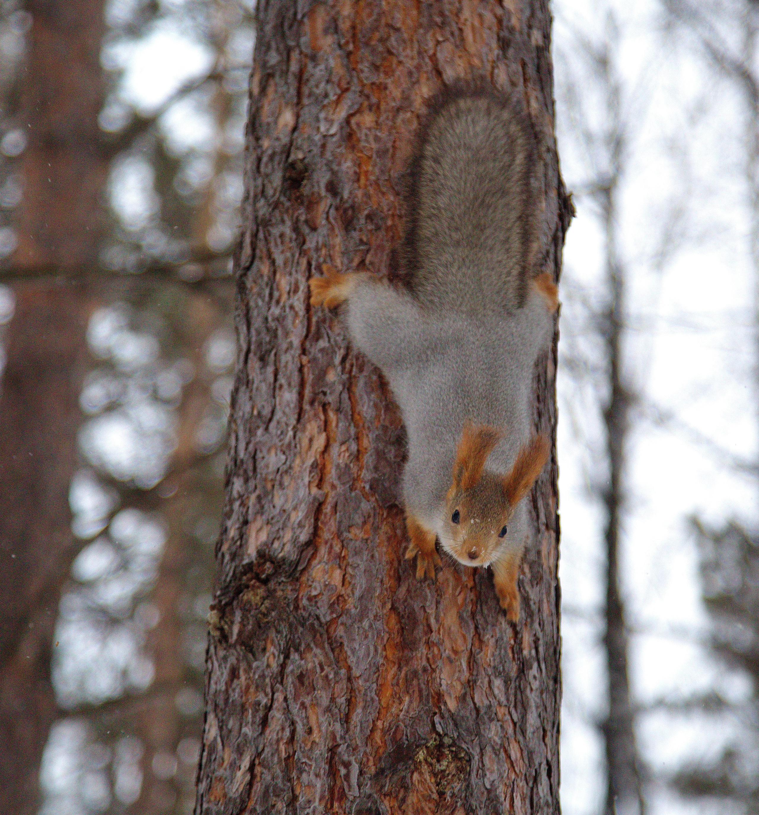 Фотографии животного мира который нас окружает