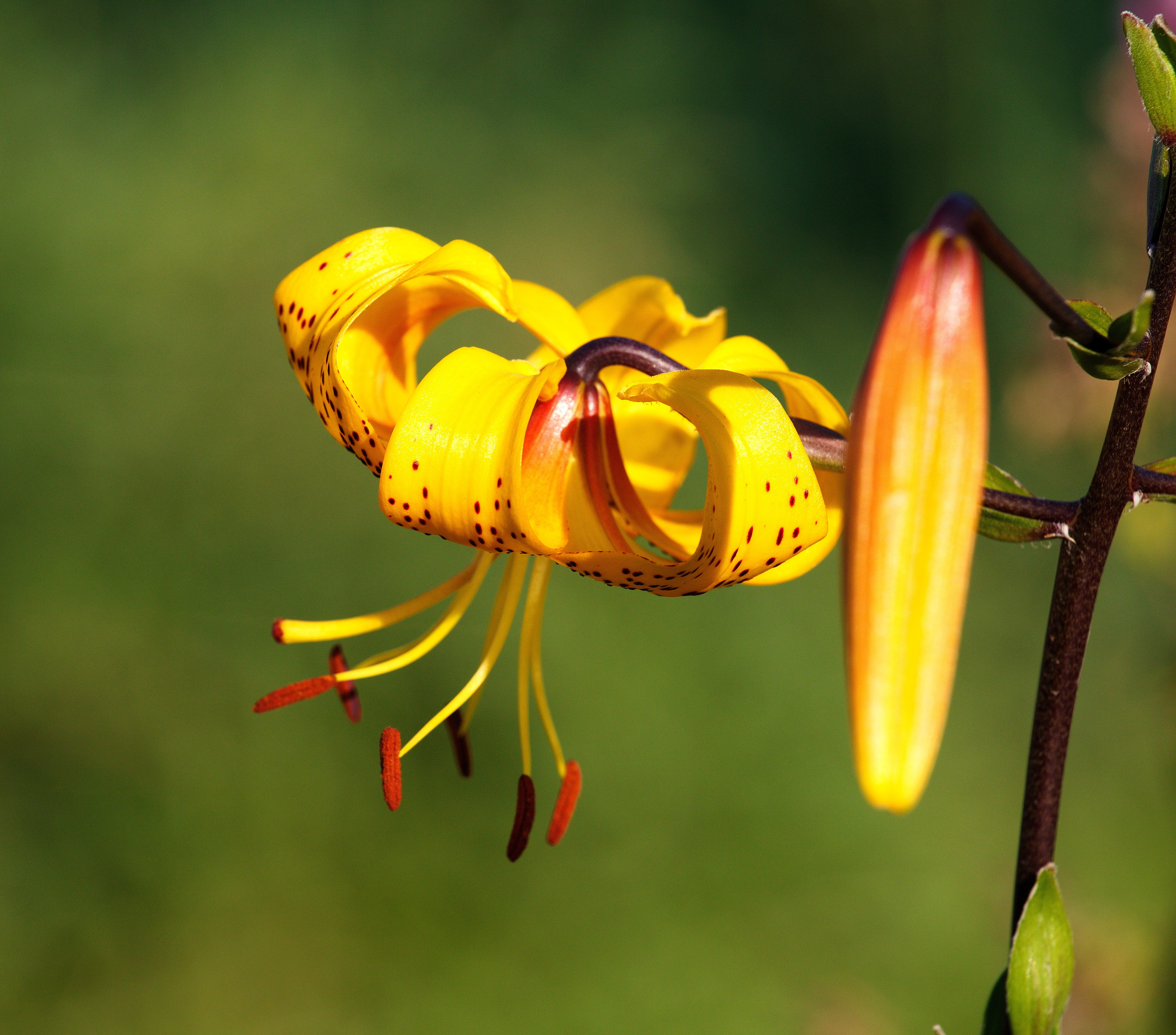Фотографии цветов и растений