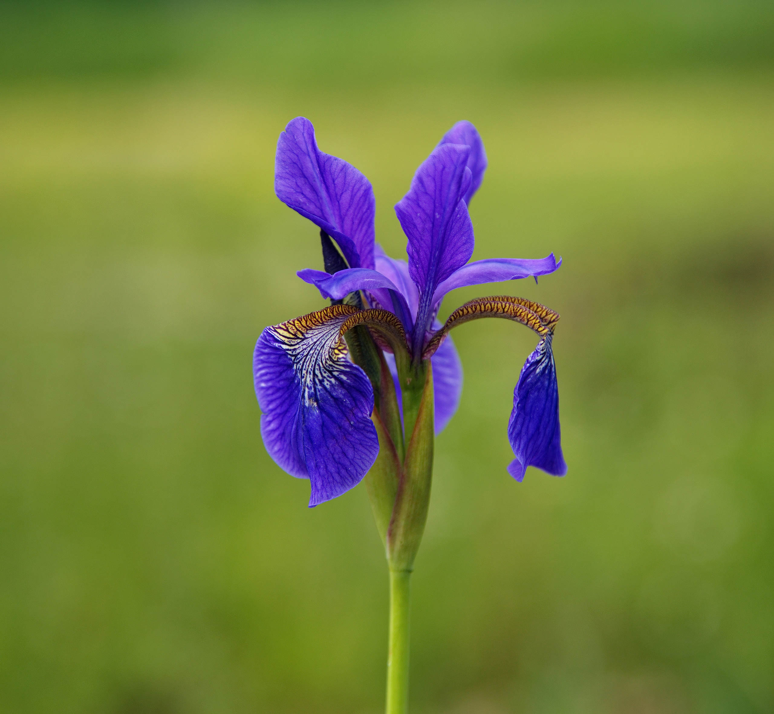 Фотографии цветов и растений