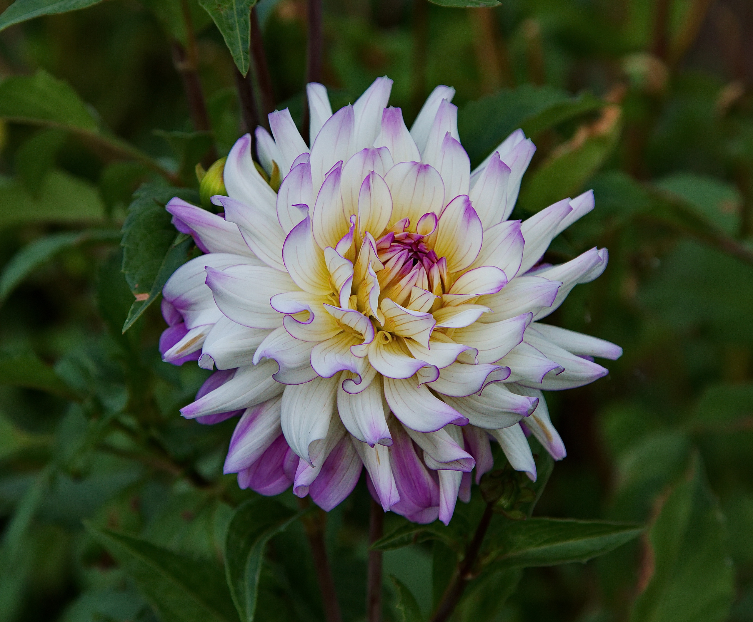 Фотографии цветов и растений