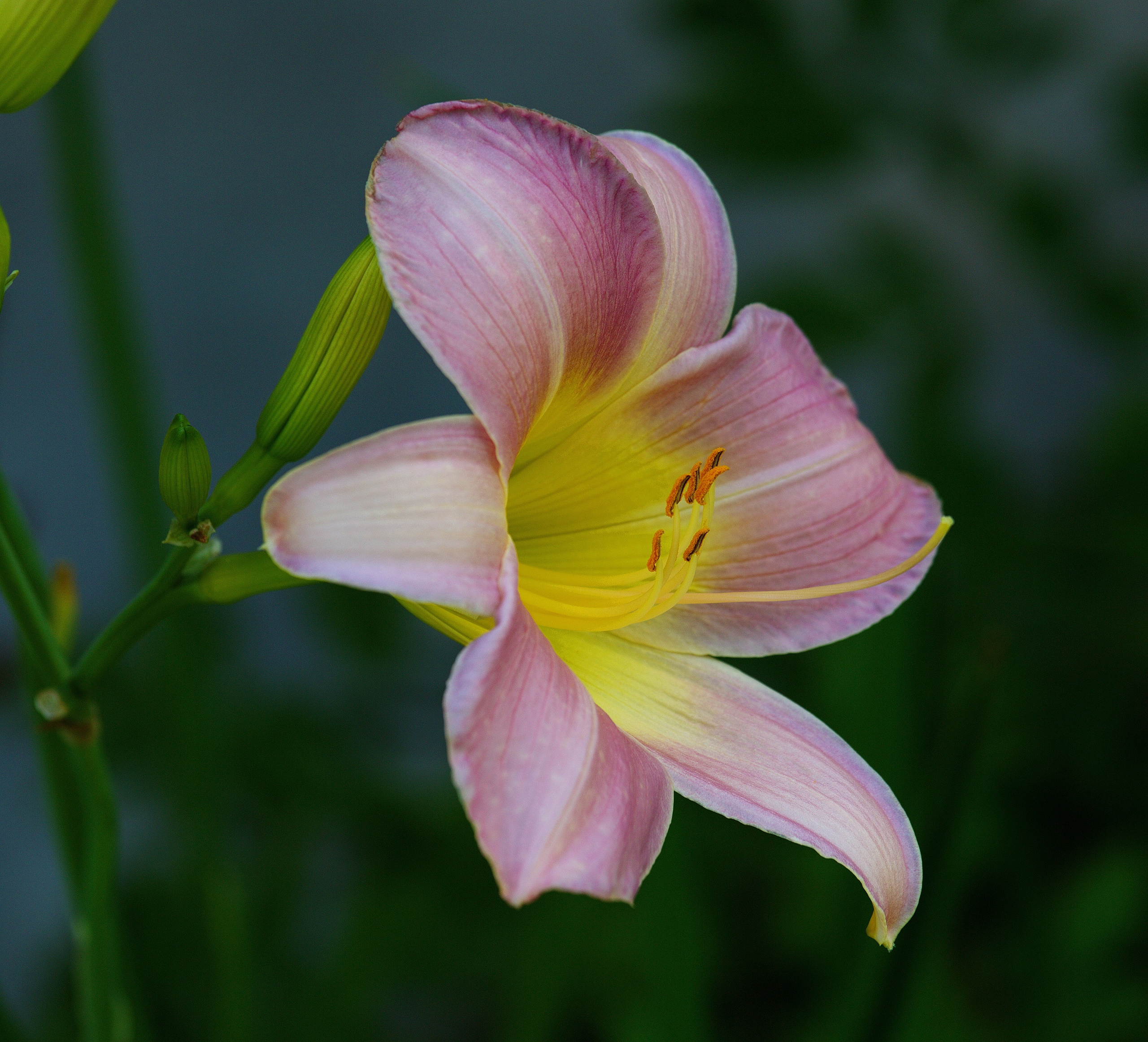 Фотографии цветов и растений