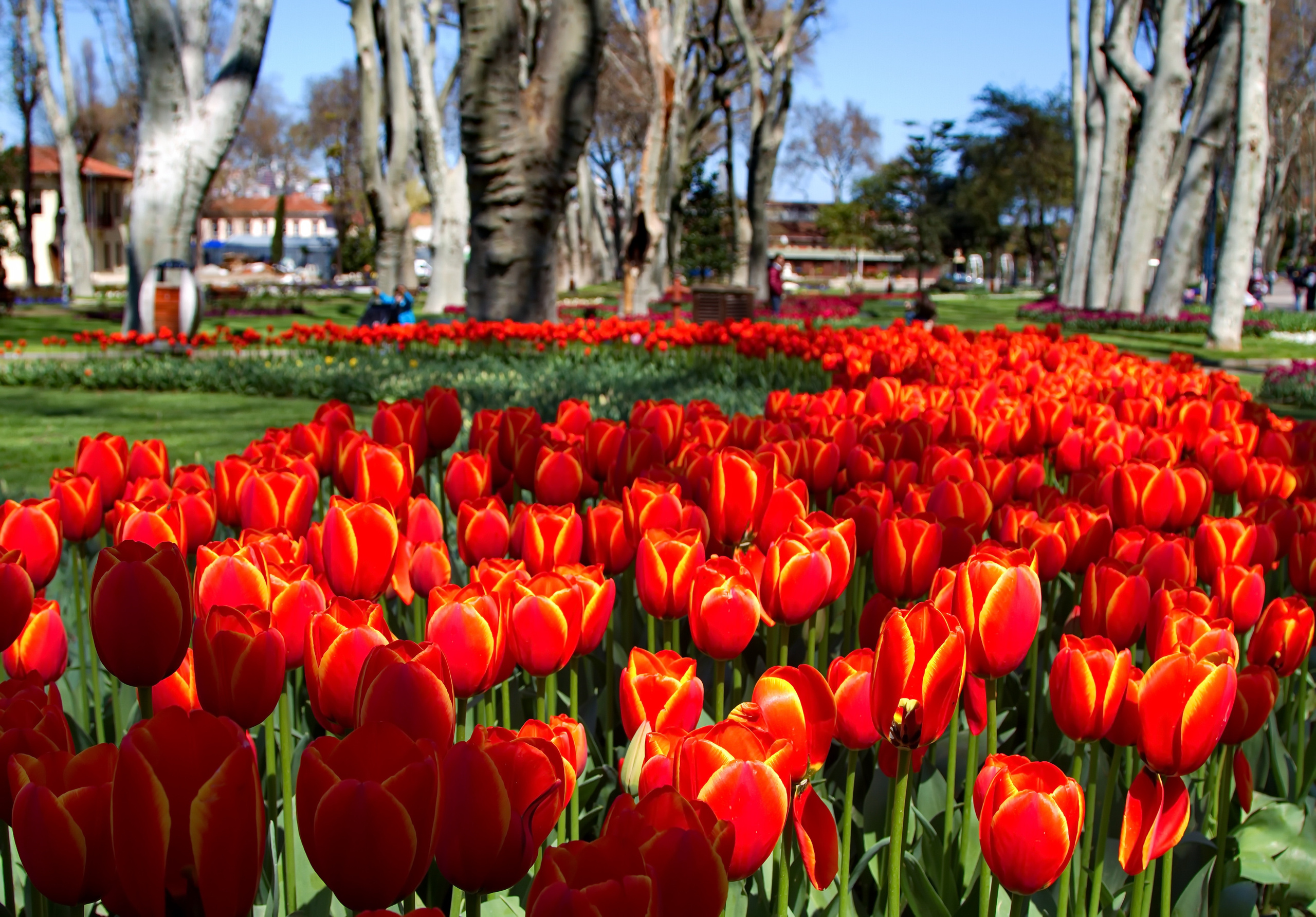 Фотографии цветов и растений