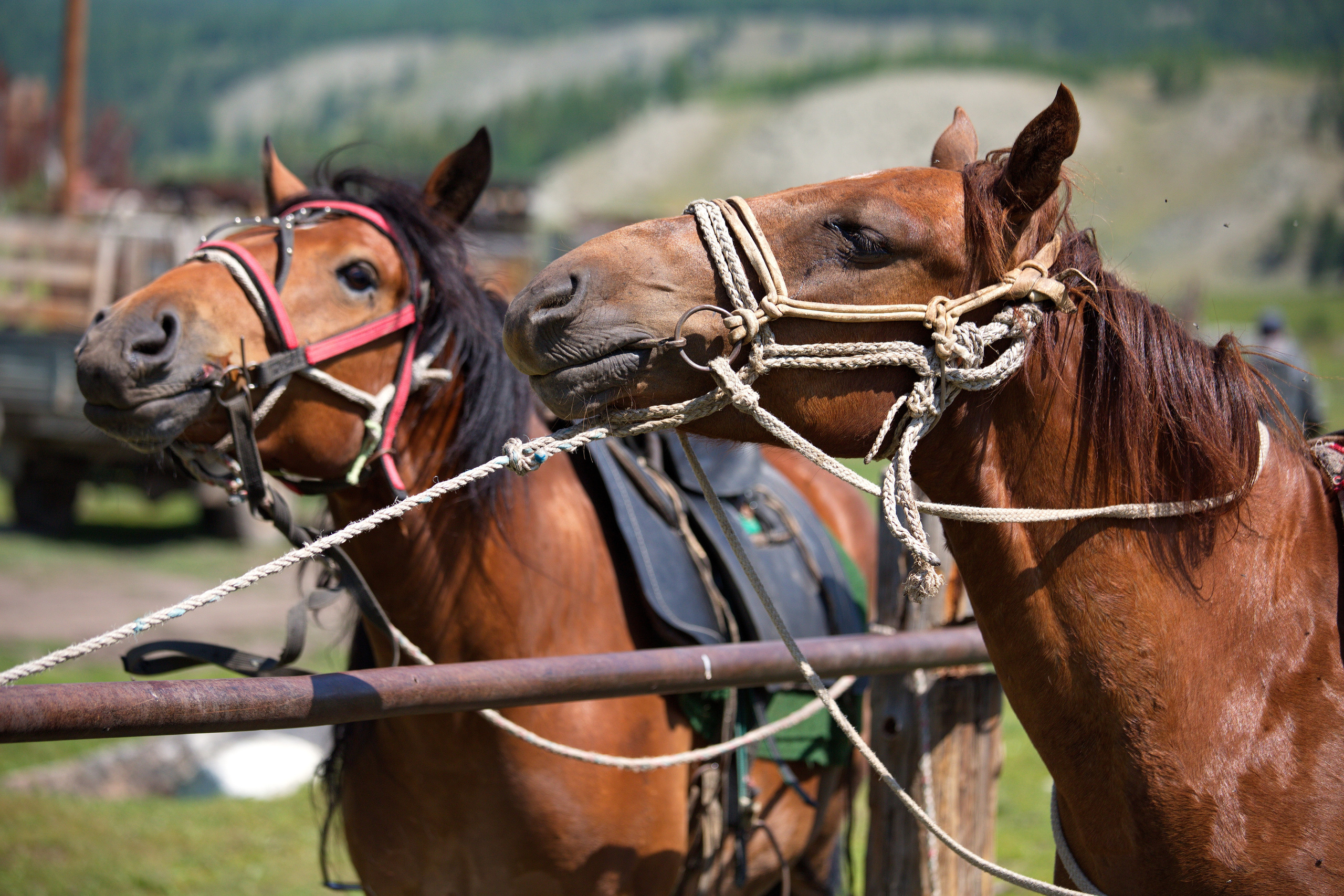 Фотографии животного мира который нас окружает