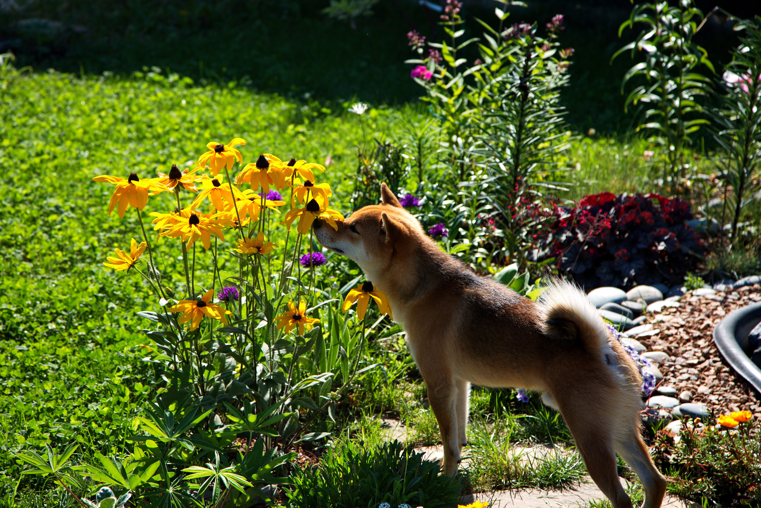Фотографии животного мира который нас окружает