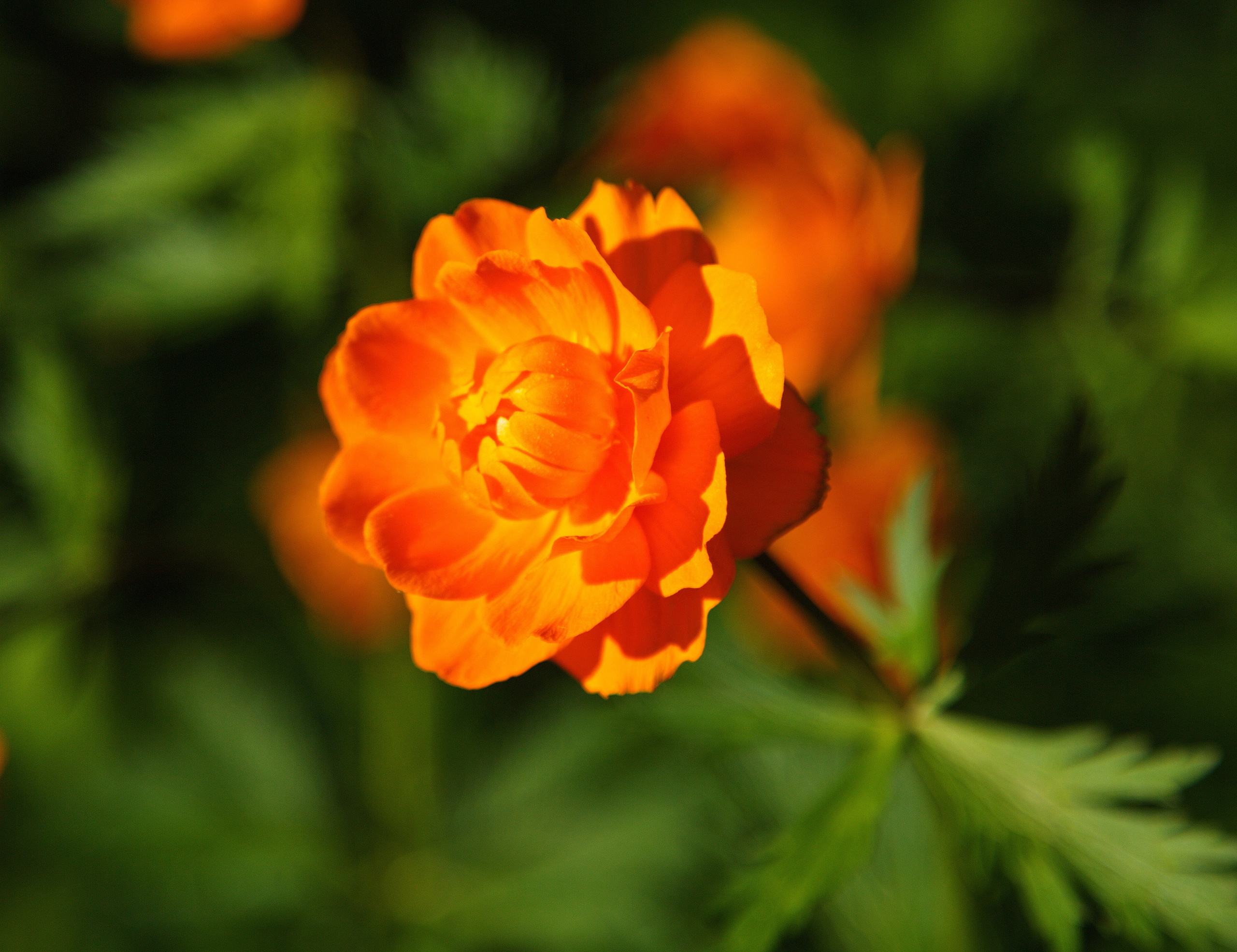 Фотографии цветов и растений