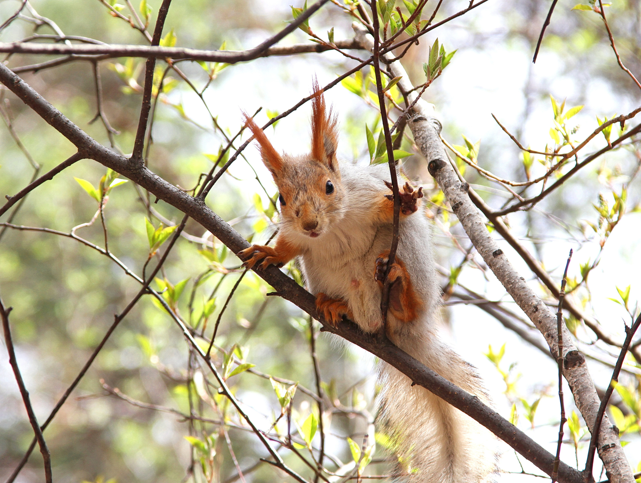 Фотографии животного мира который нас окружает