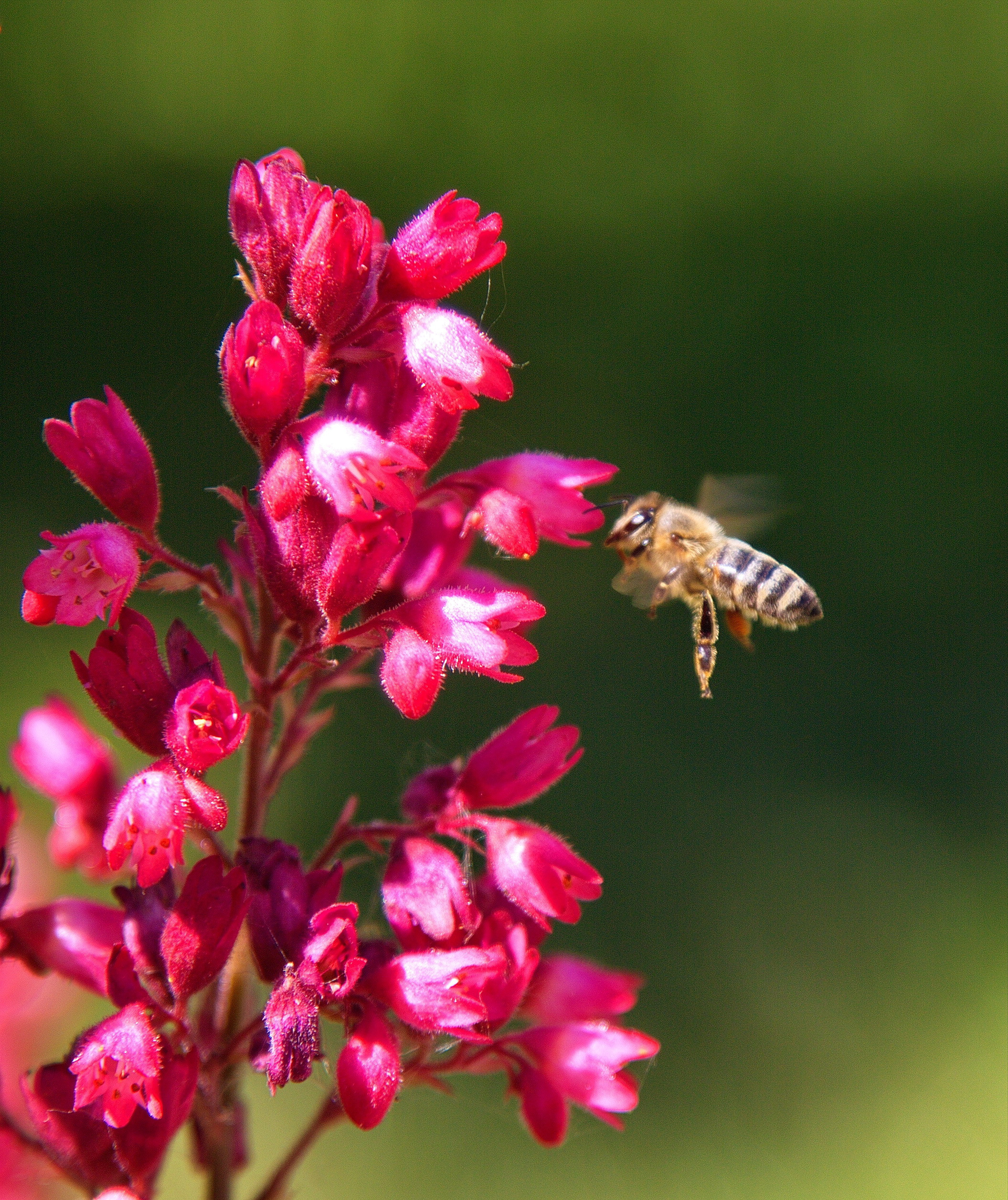 Фотографии животного мира который нас окружает