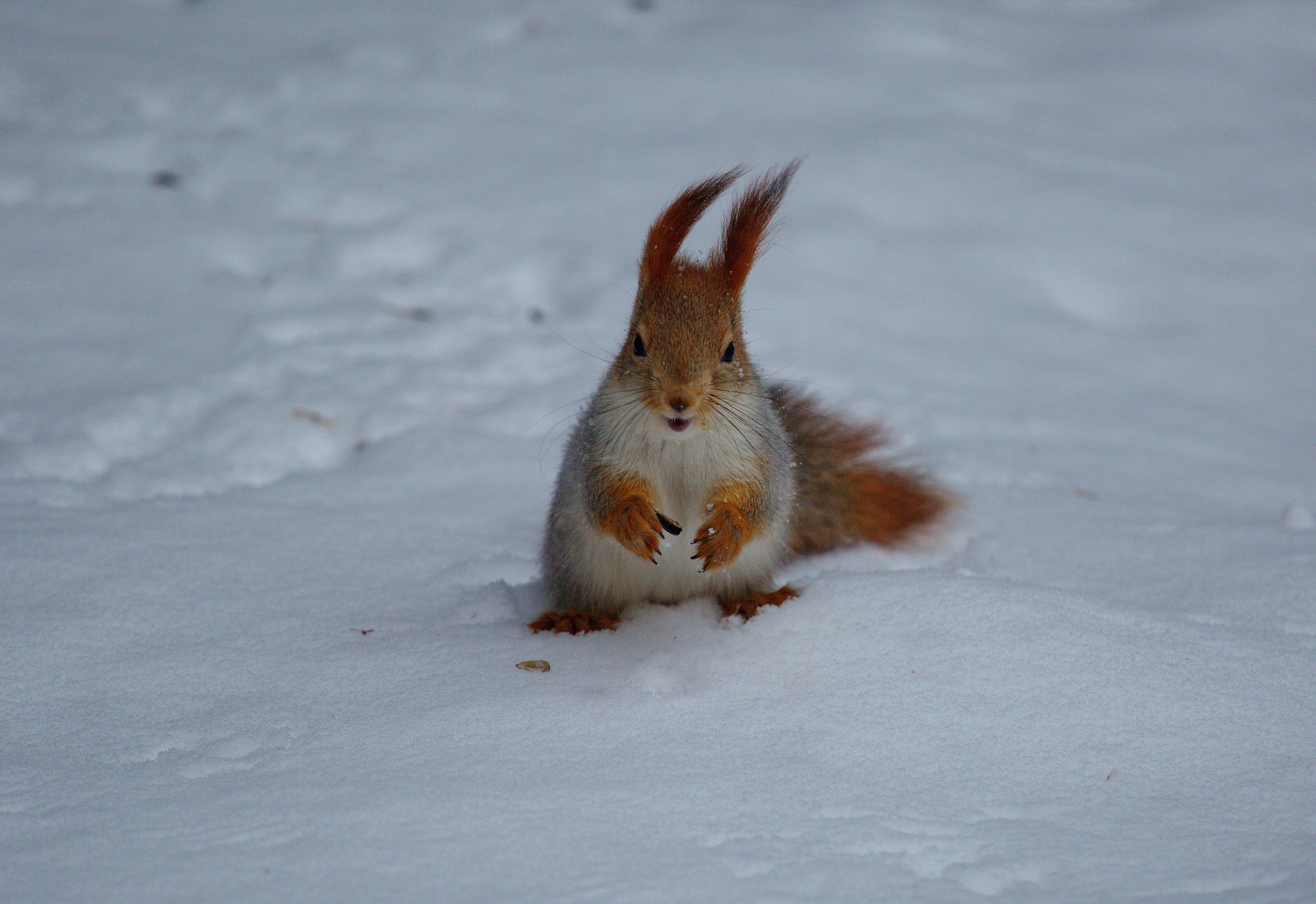 Фотографии животного мира который нас окружает