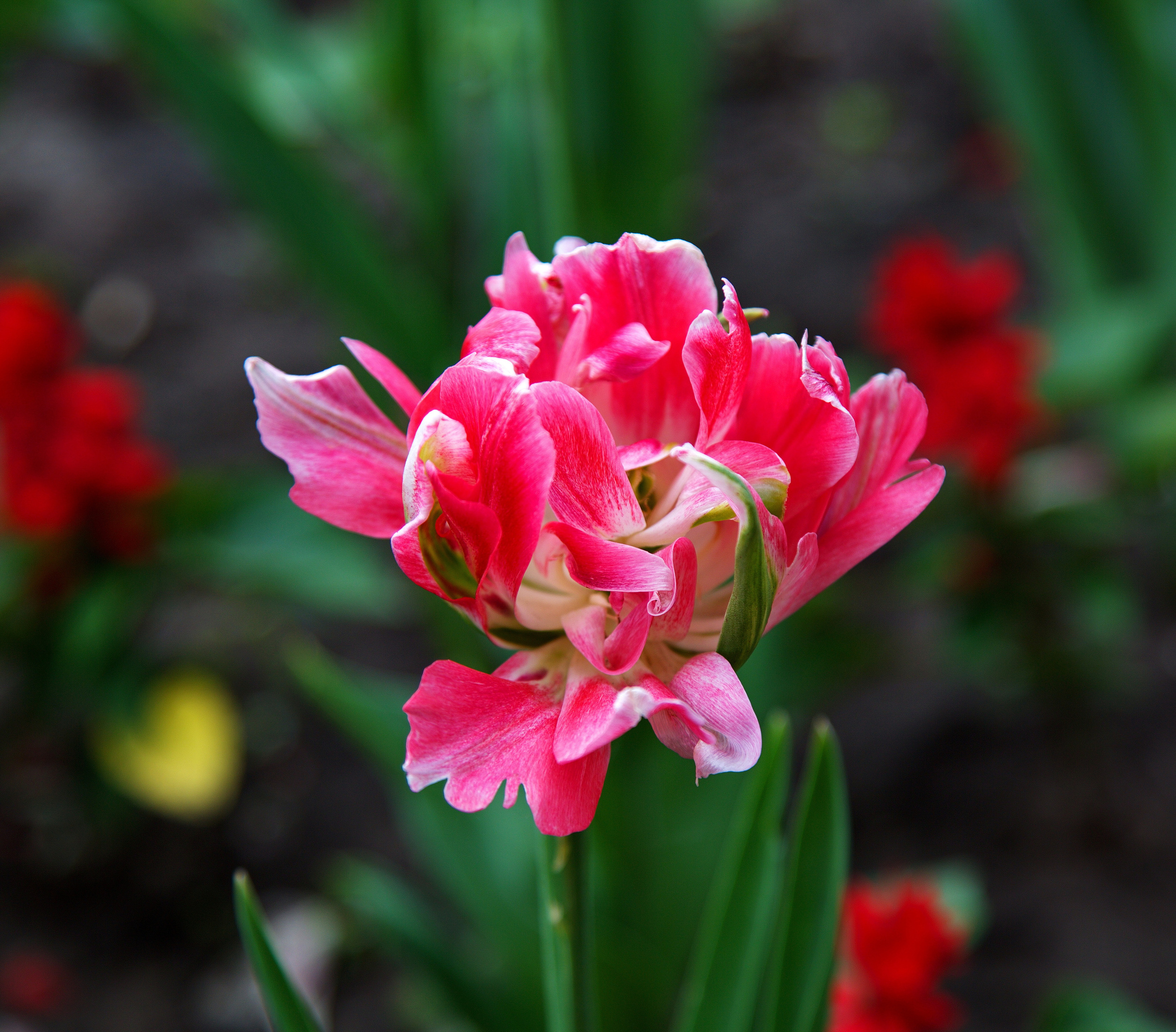 Фотографии цветов и растений