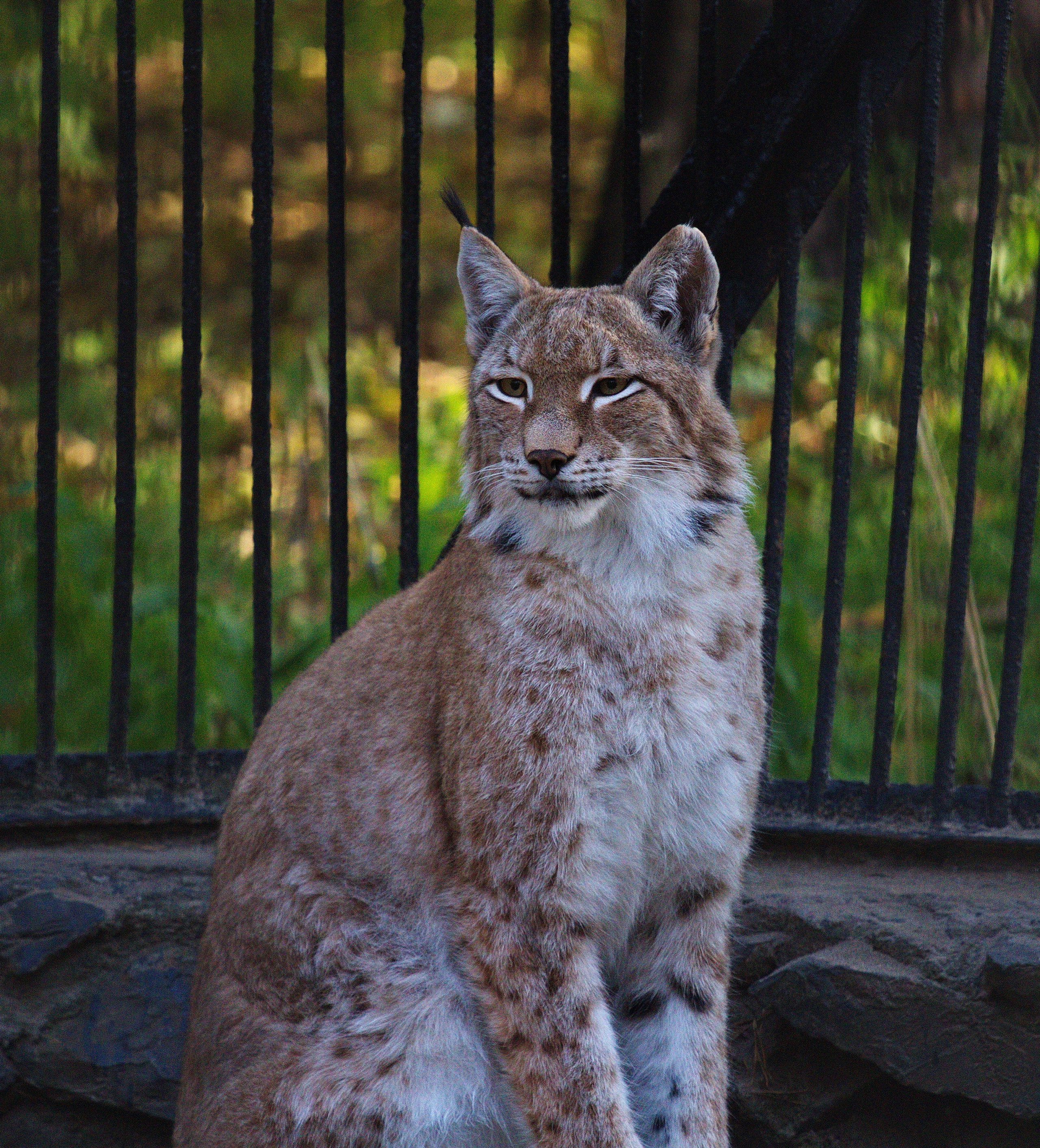 Фотографии животного мира который нас окружает