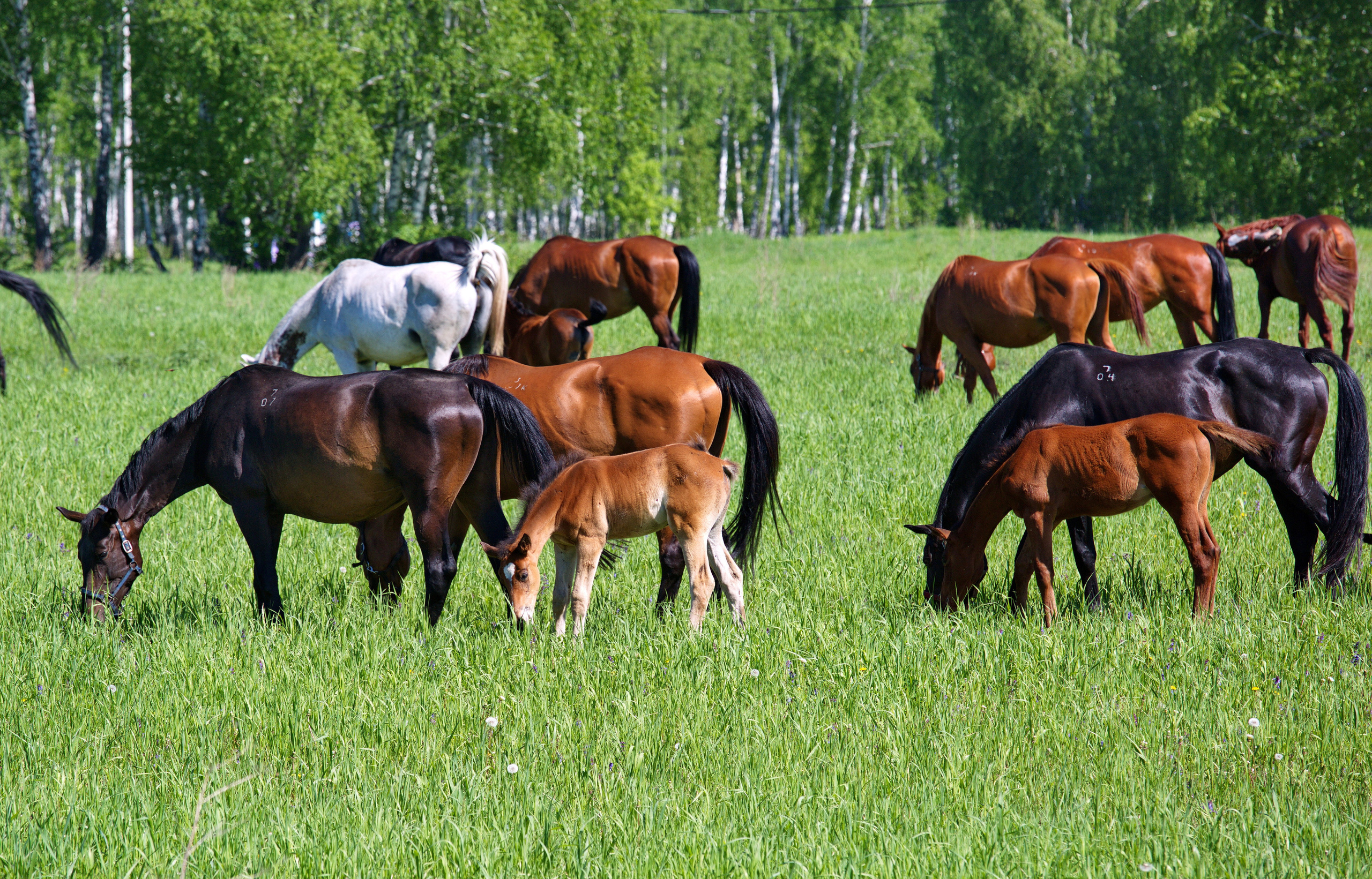 Фотографии животного мира который нас окружает