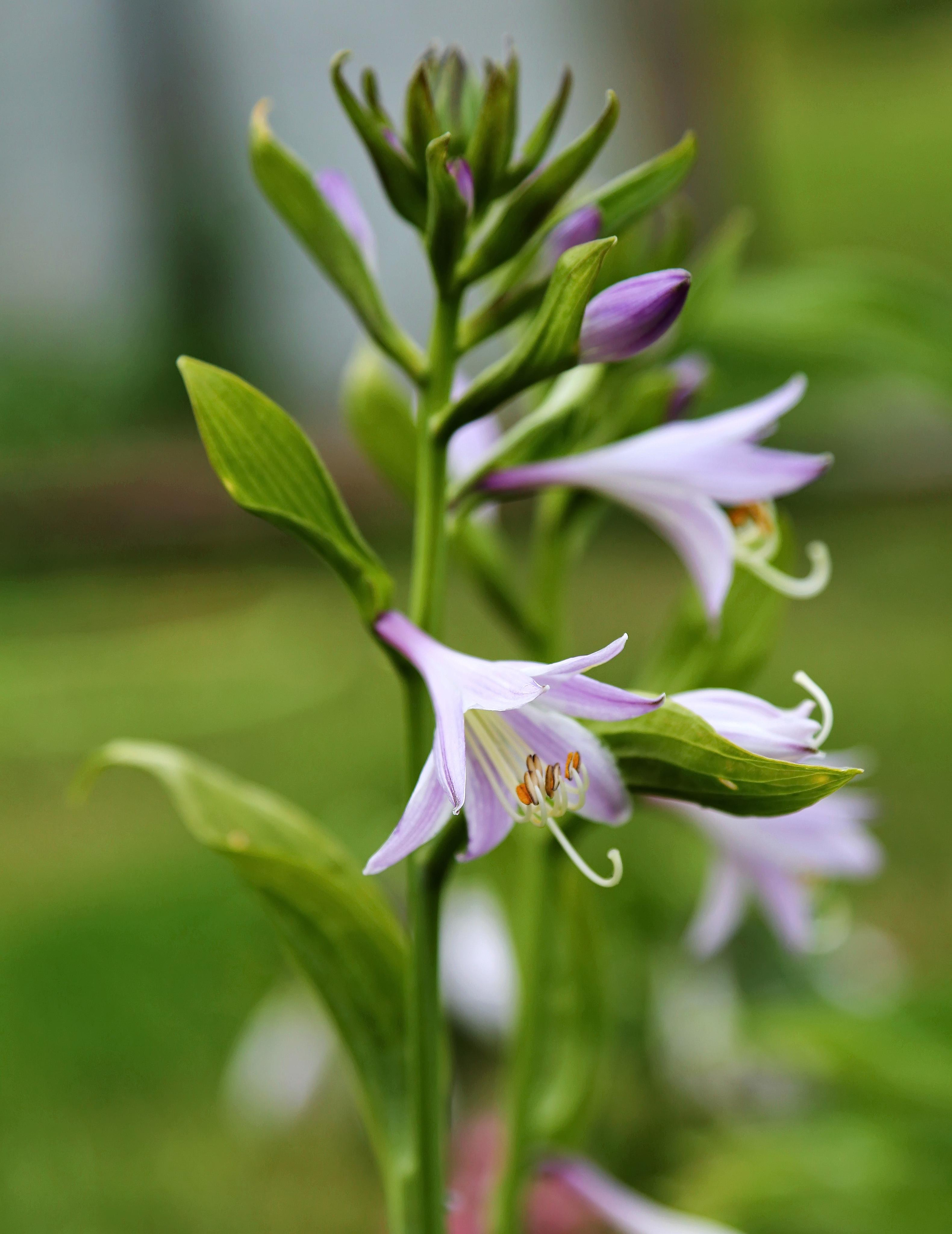 Фотографии цветов и растений