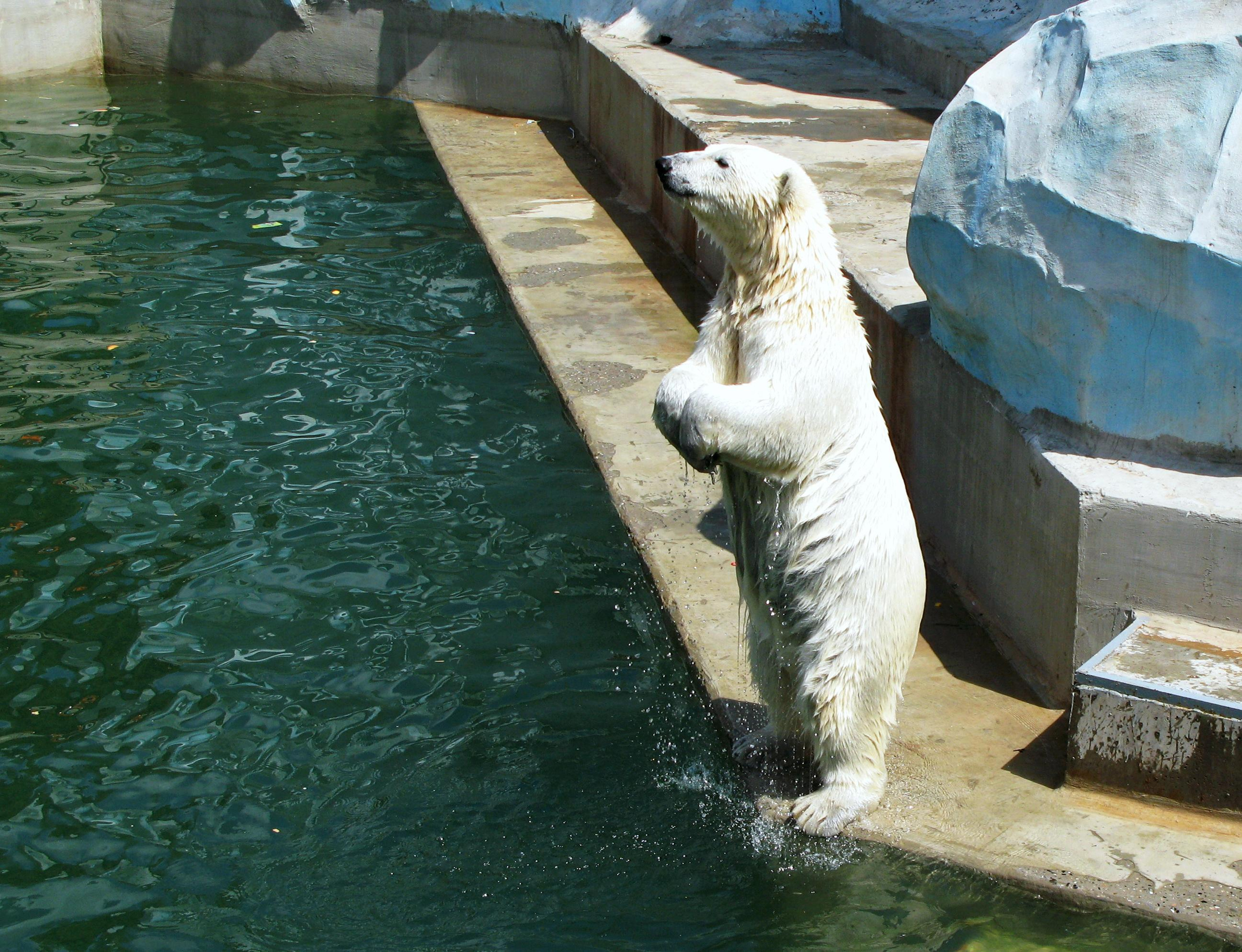 Фотографии животного мира который нас окружает