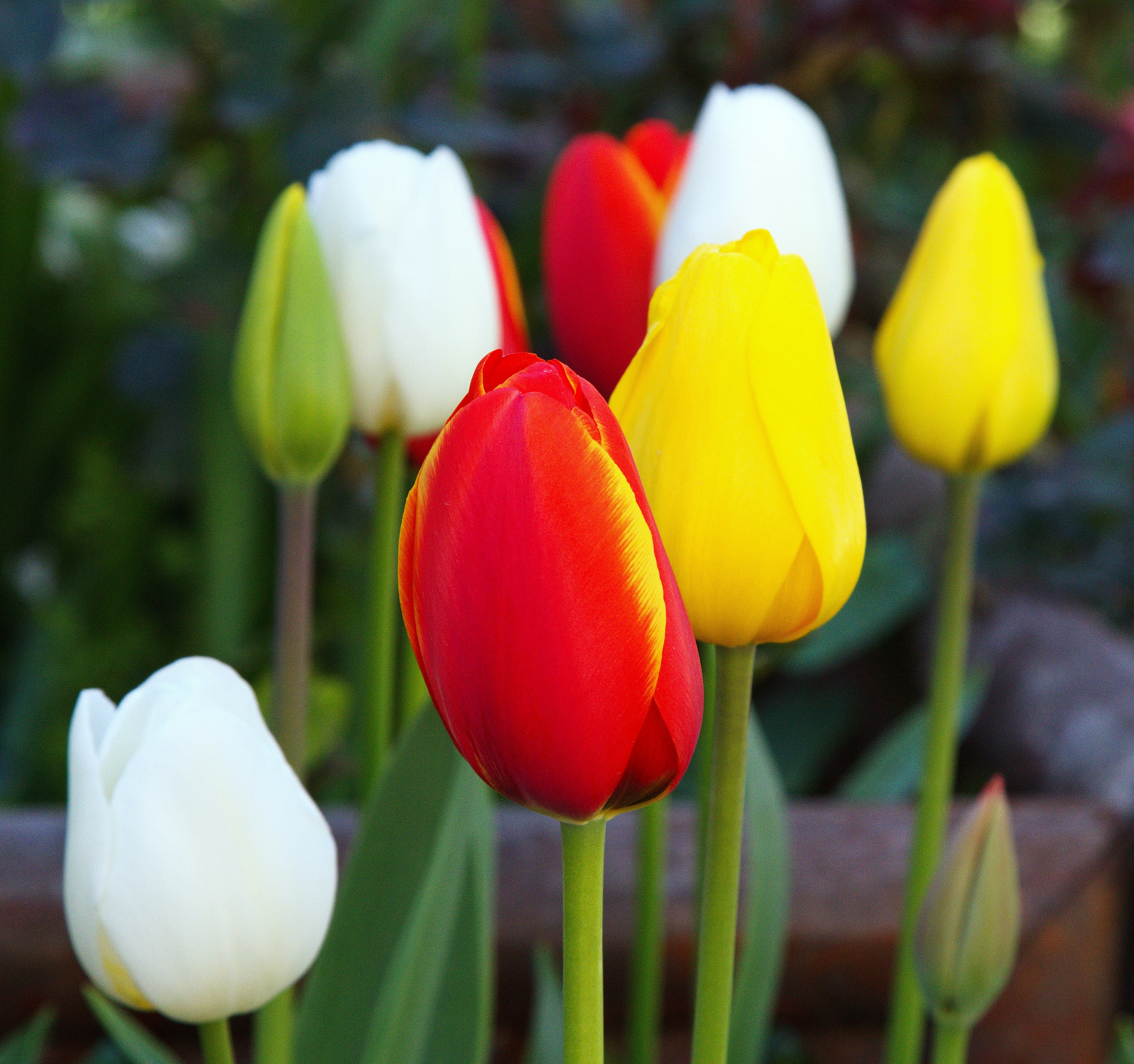 Фотографии цветов и растений