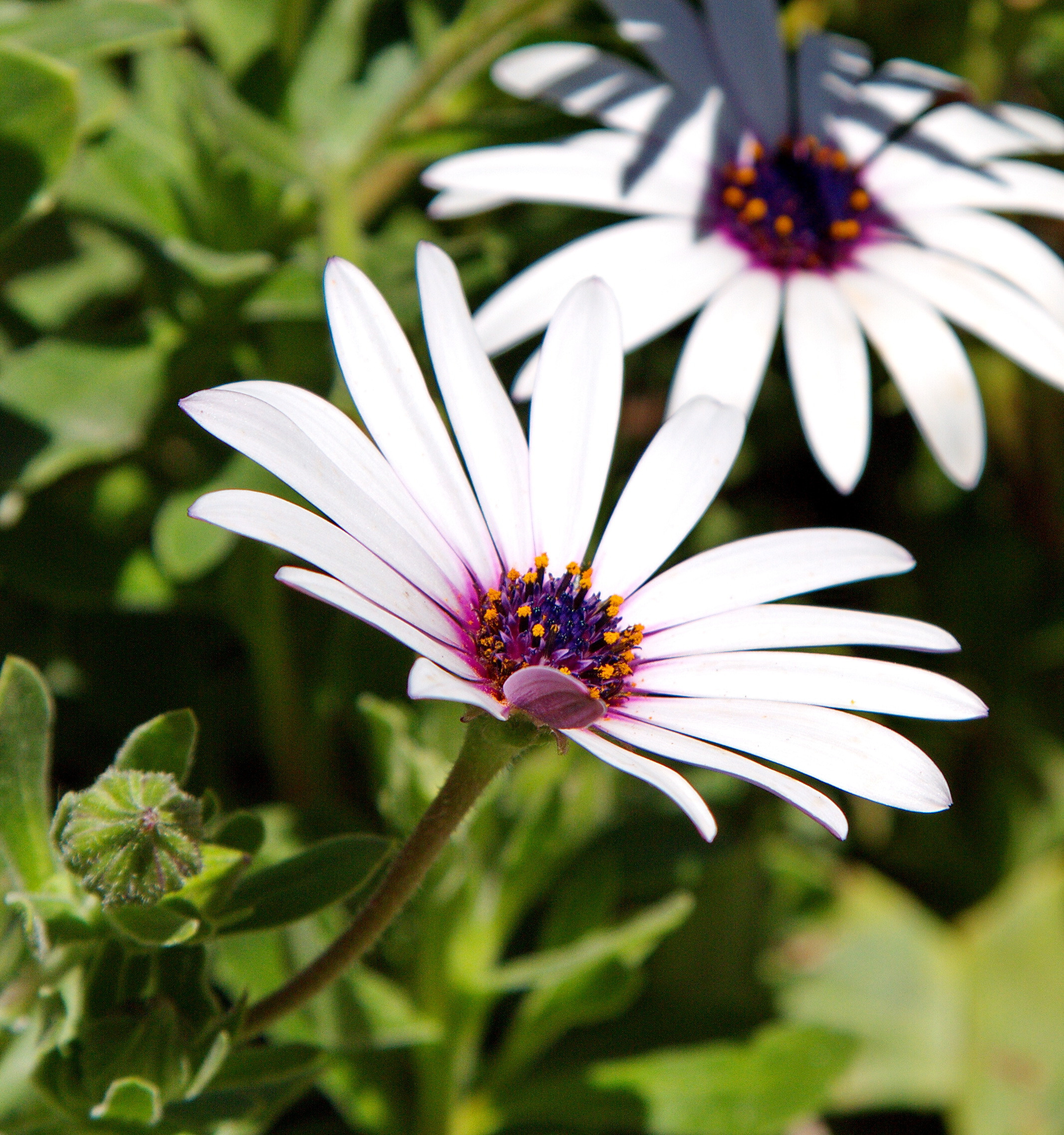 Фотографии цветов и растений