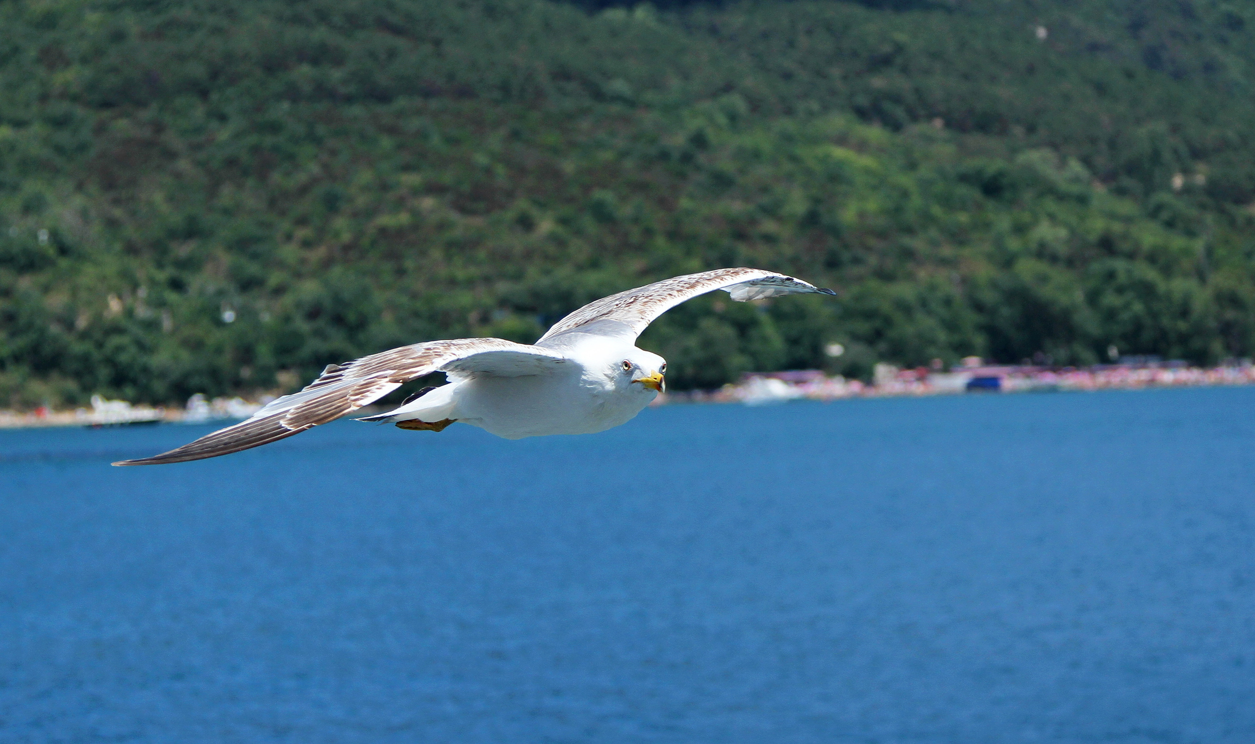 Фотографии животного мира который нас окружает