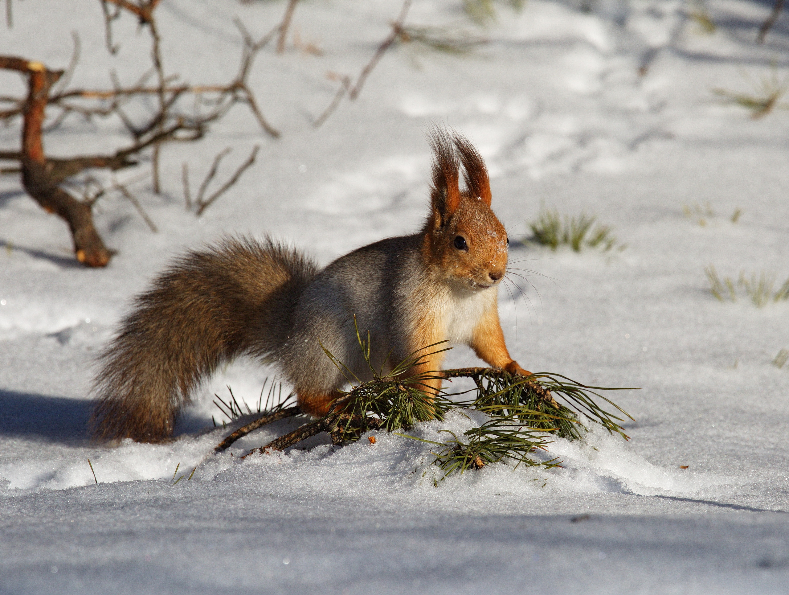 Фотографии животного мира который нас окружает