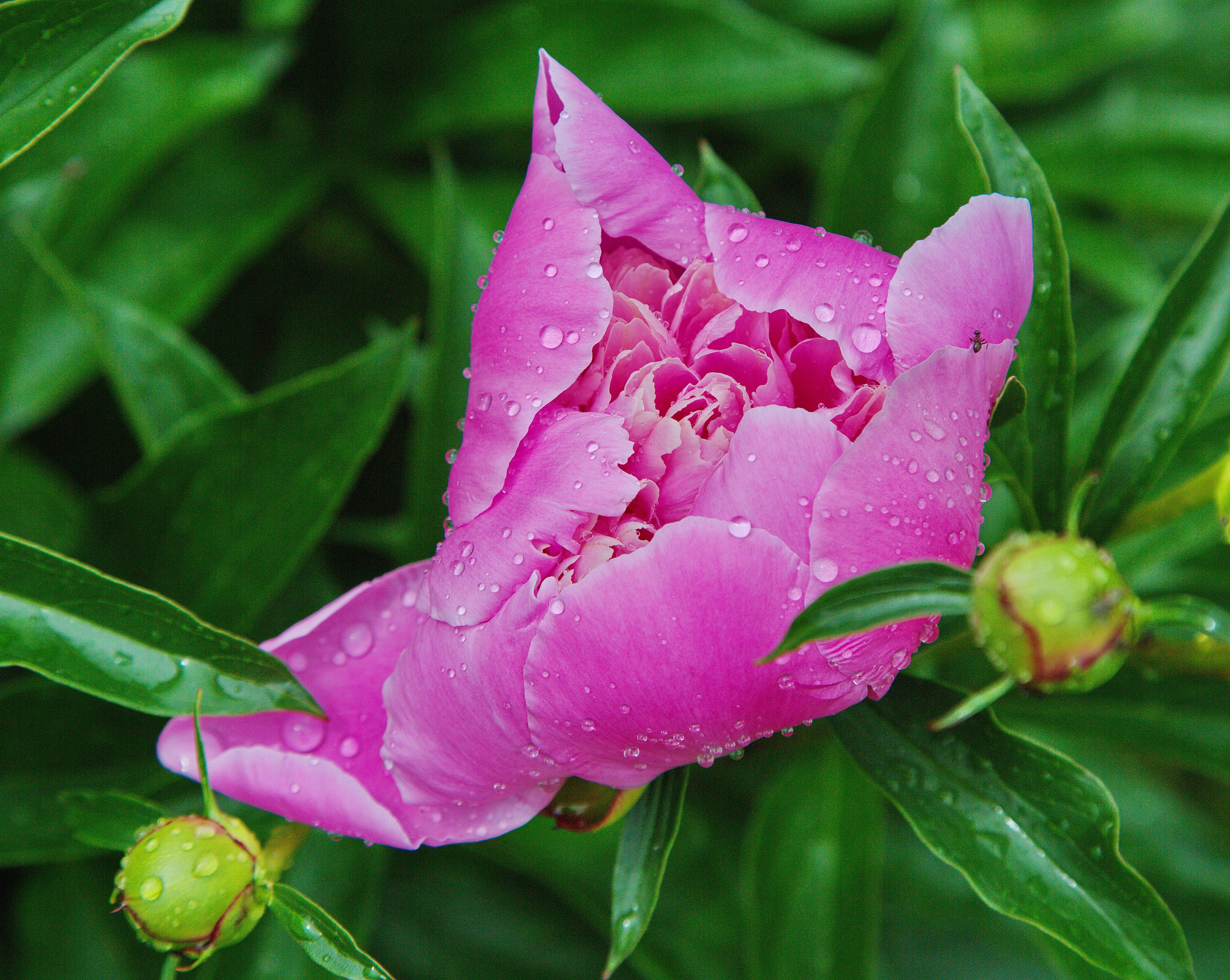 Фотографии цветов и растений