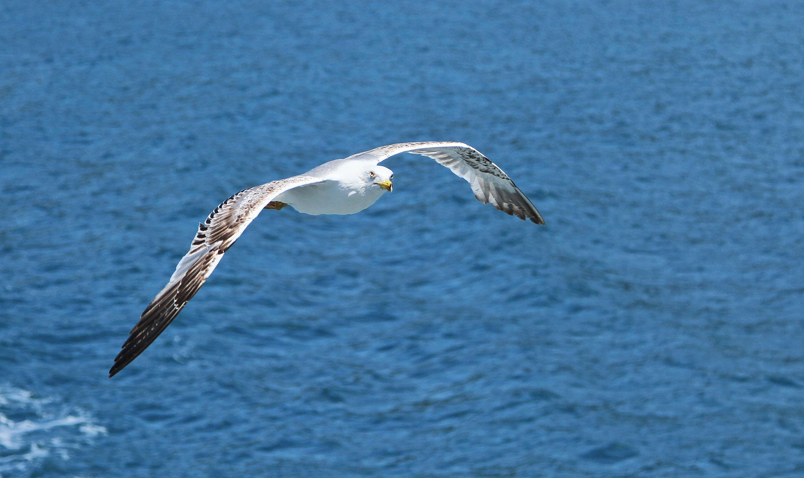 Фотографии животного мира который нас окружает