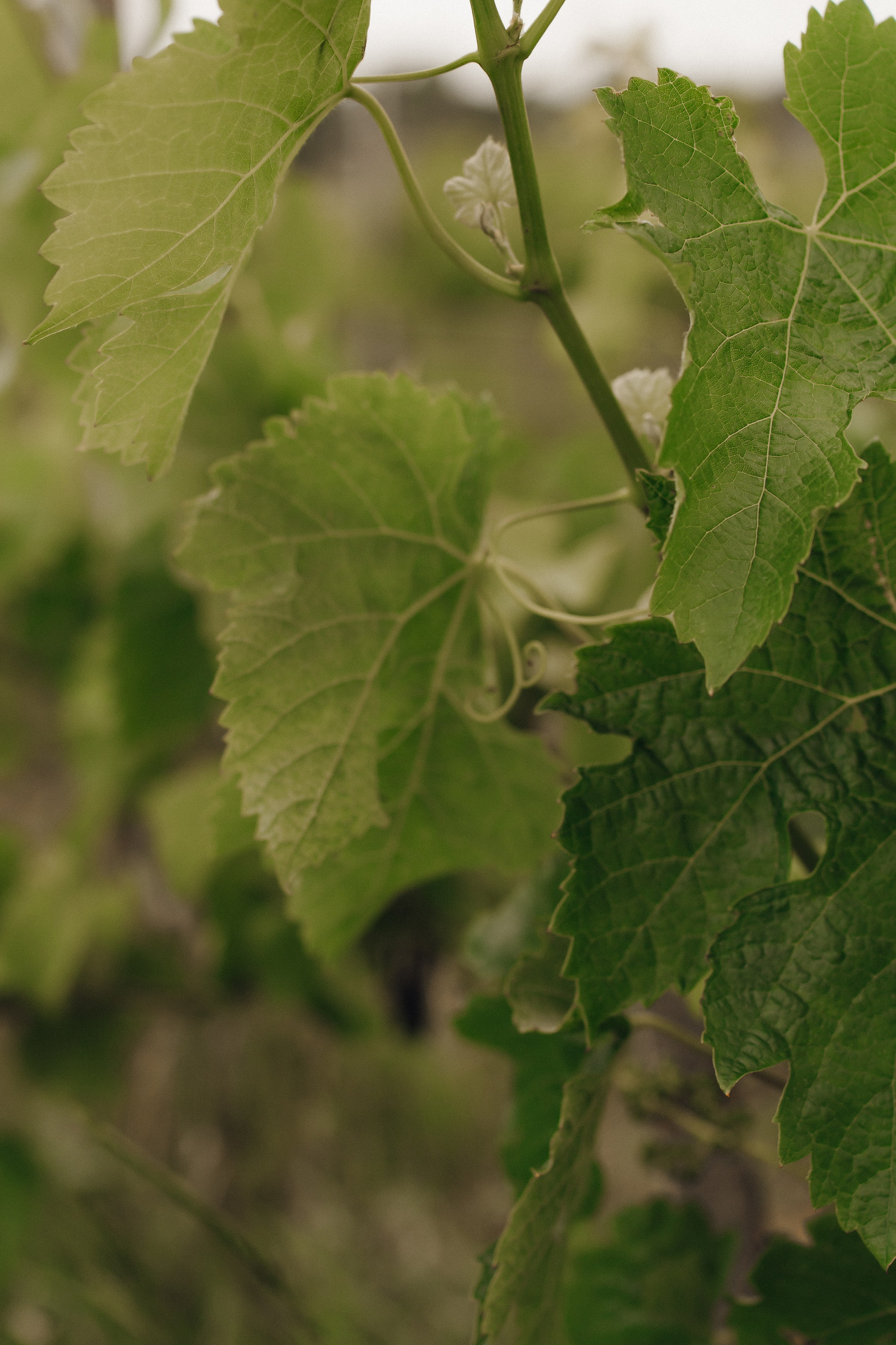 Евгений&Александра. Свадебный и семейный фотограф в Краснодаре и крае