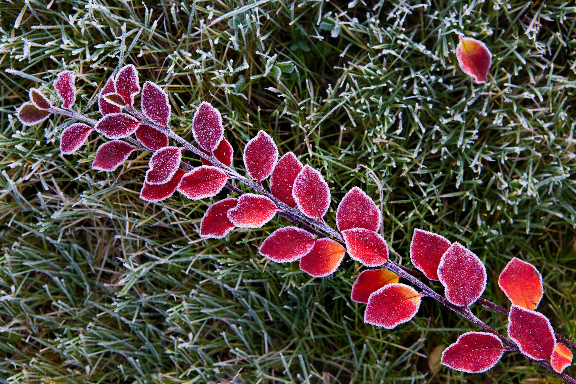 Растения. Фотограф Владимир Остапенко
