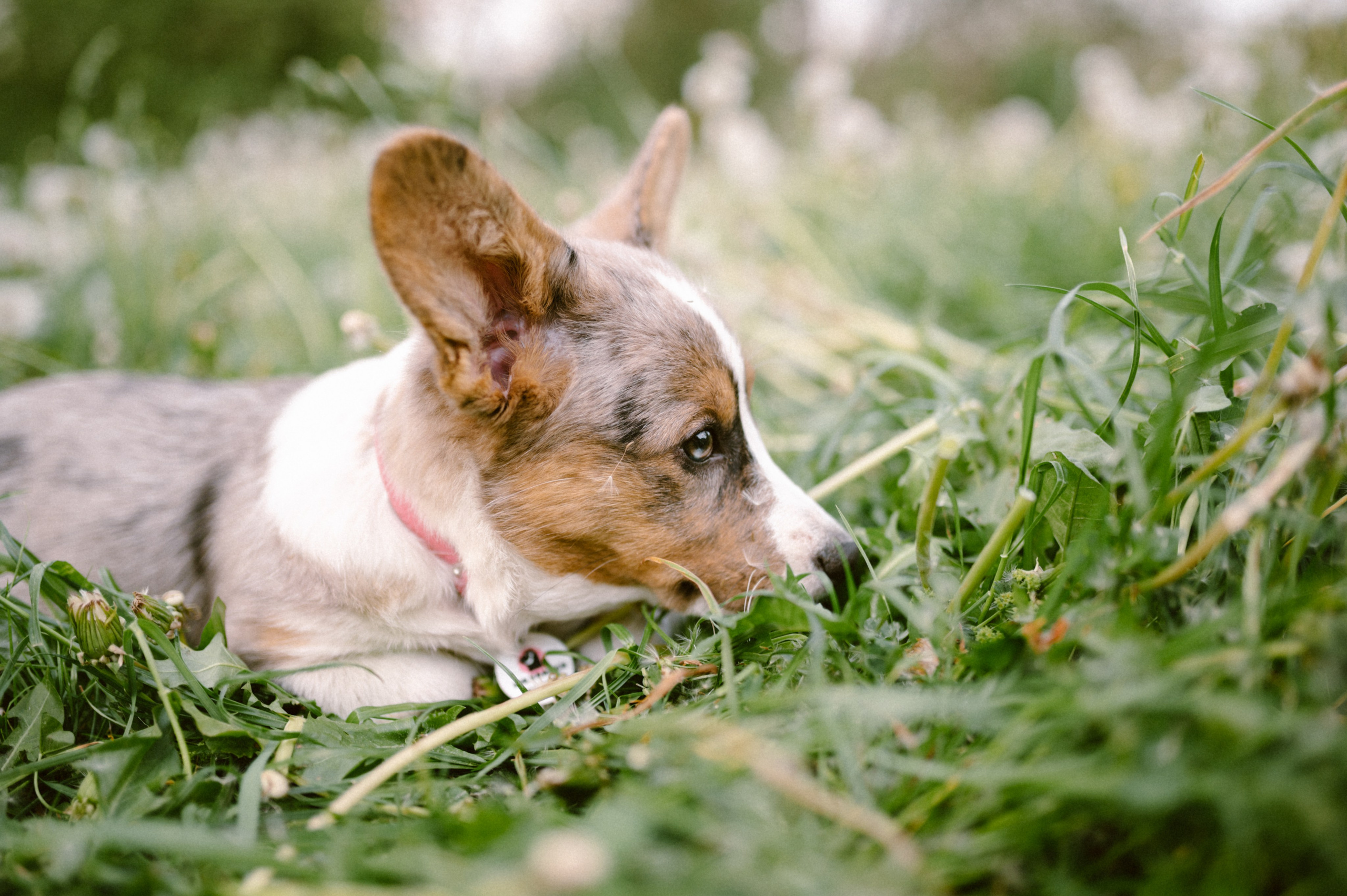 Настя и её семья. Фотограф анималист в Москве Ольга Агушева