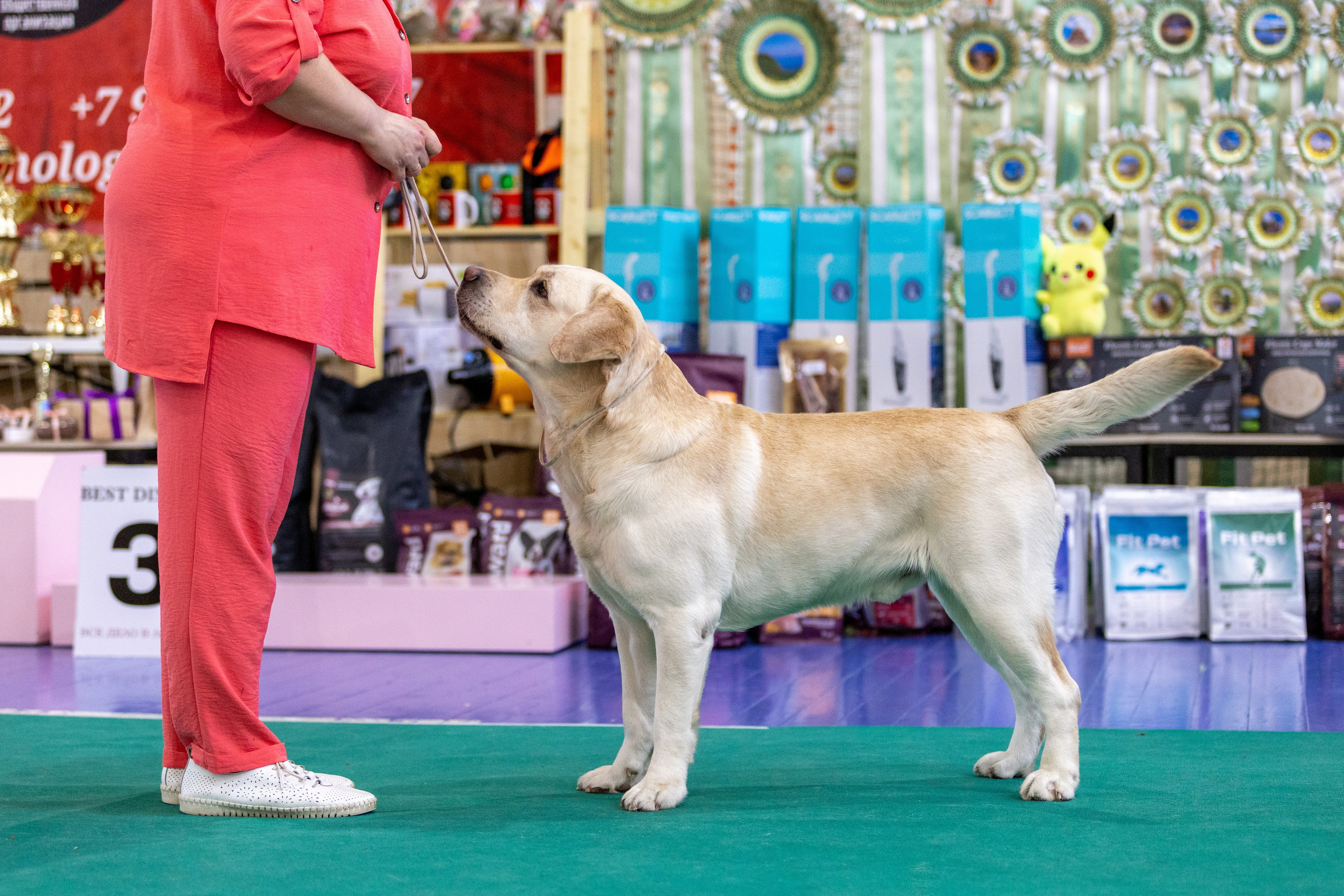 Собаки. Фотограф Яна Матвеева в Ижевске