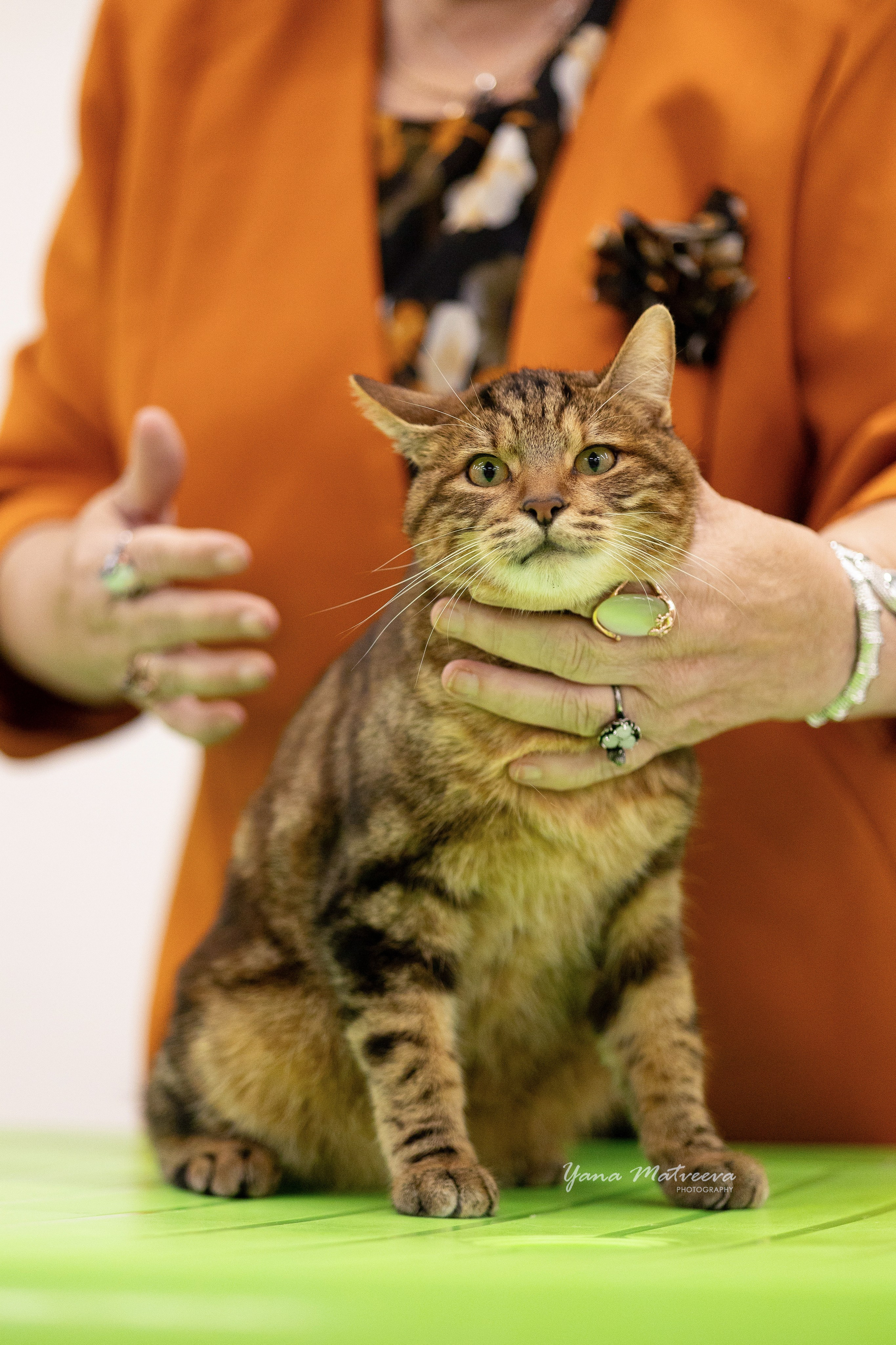 Кошки. Фотограф Яна Матвеева в Ижевске