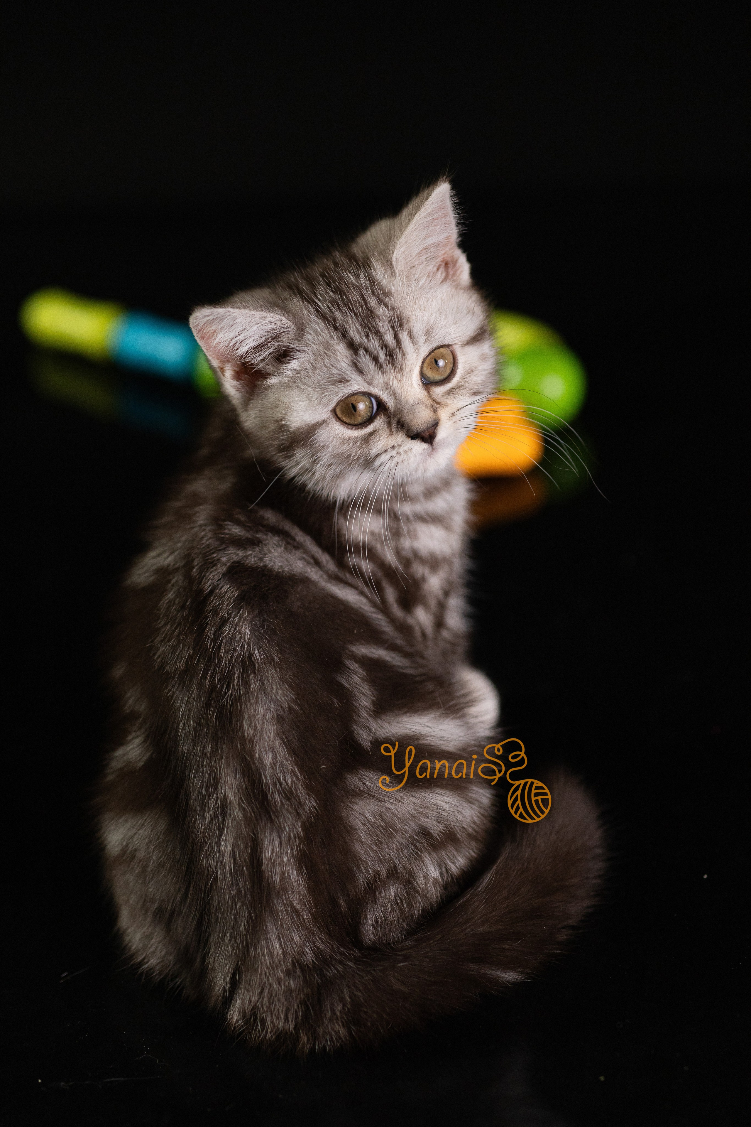 Котята. Фотограф Яна Матвеева в Ижевске