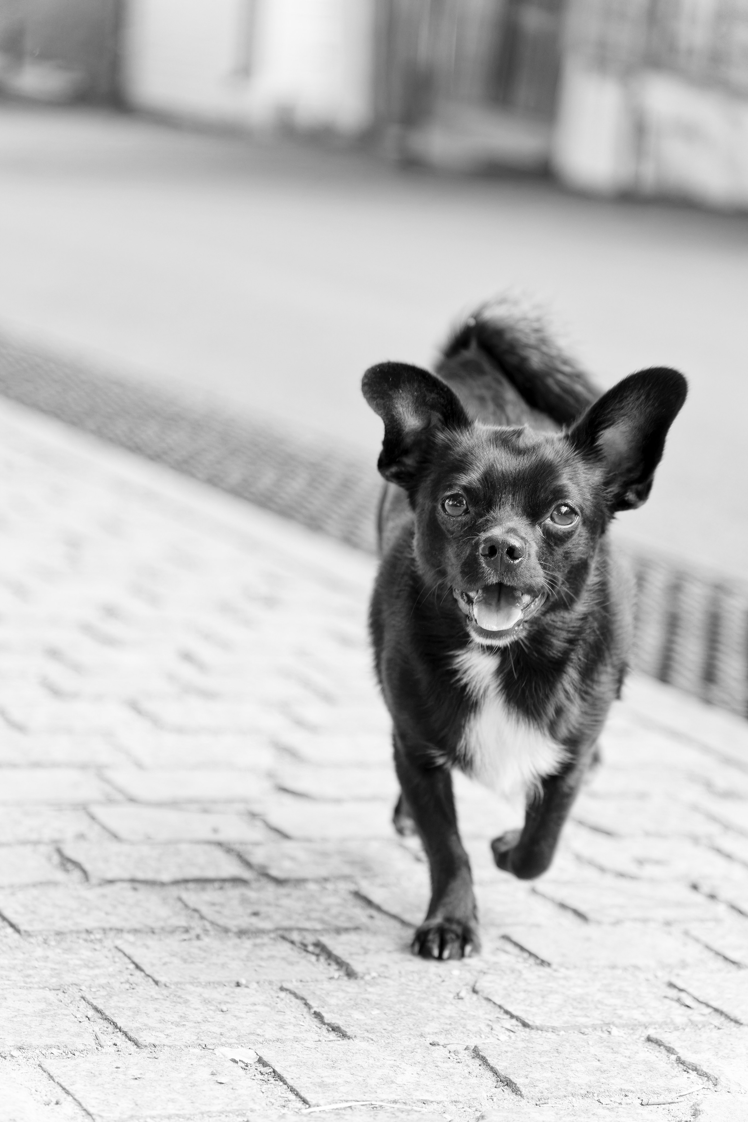 Птицы и животные. Oles Paritskiy