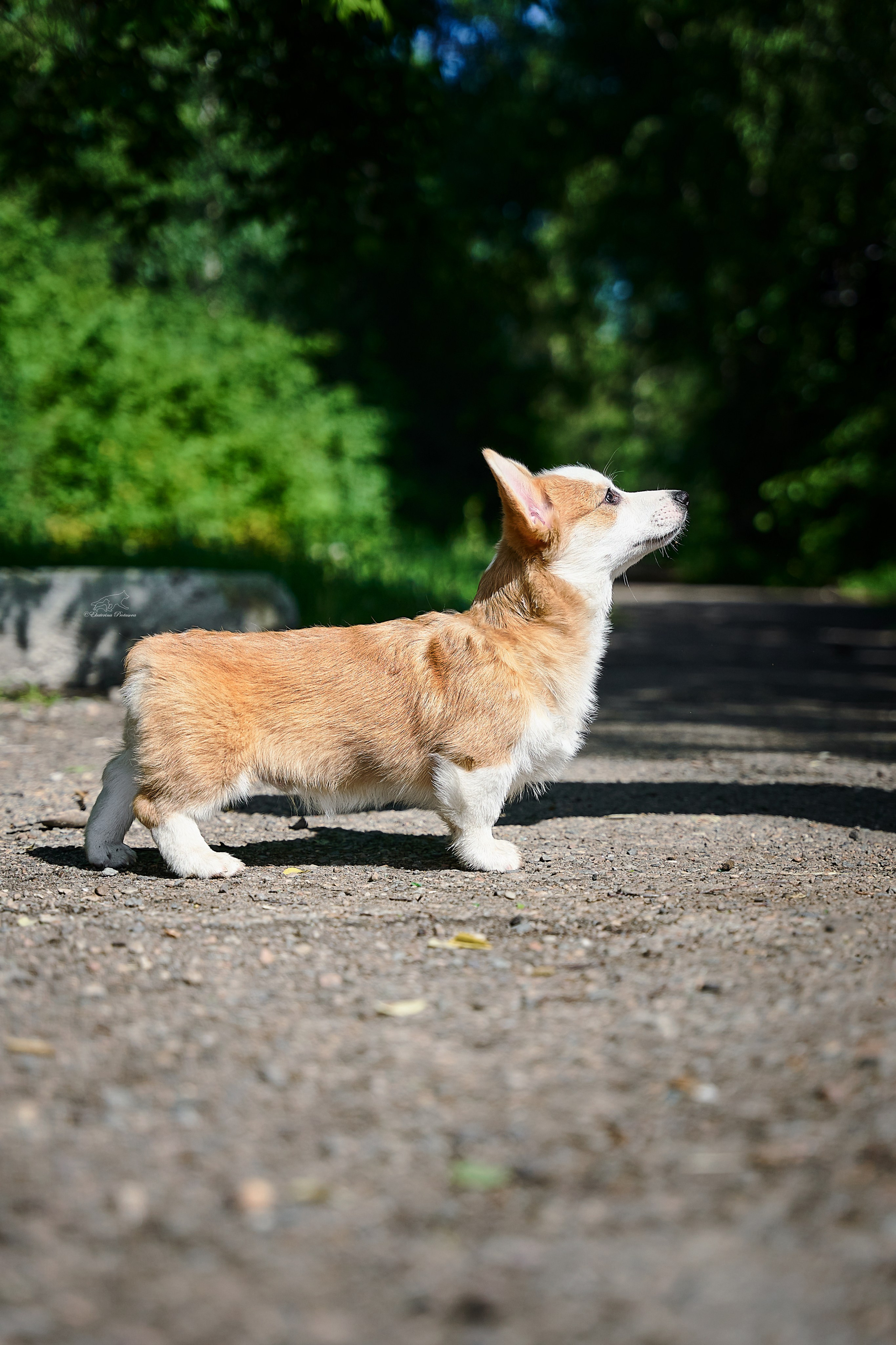 Корги. Фотограф-анималист в Иркутске