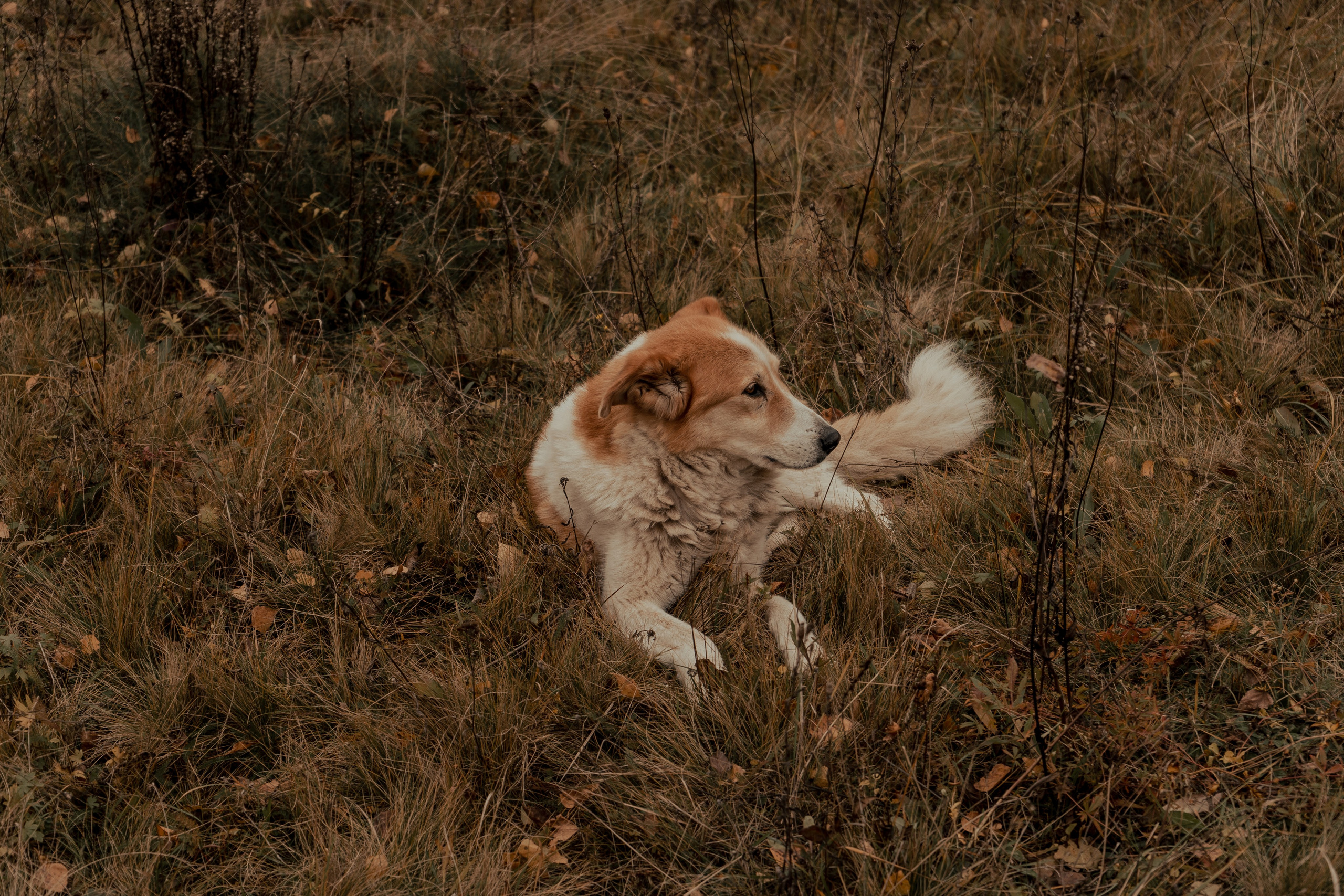 «Острые Козырьки». Портретный фотограф Нижний Новгород