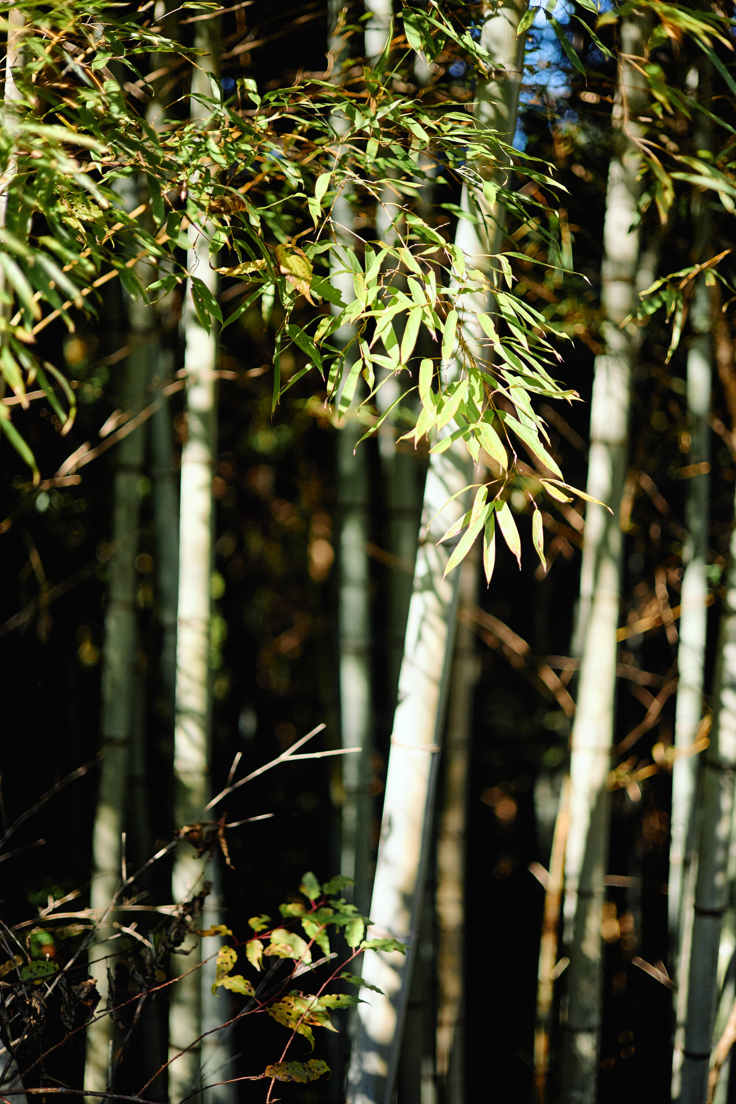 Япония. Профессиональный Фотограф во Владимире, в Москве и в Суздале — Полина Романычева