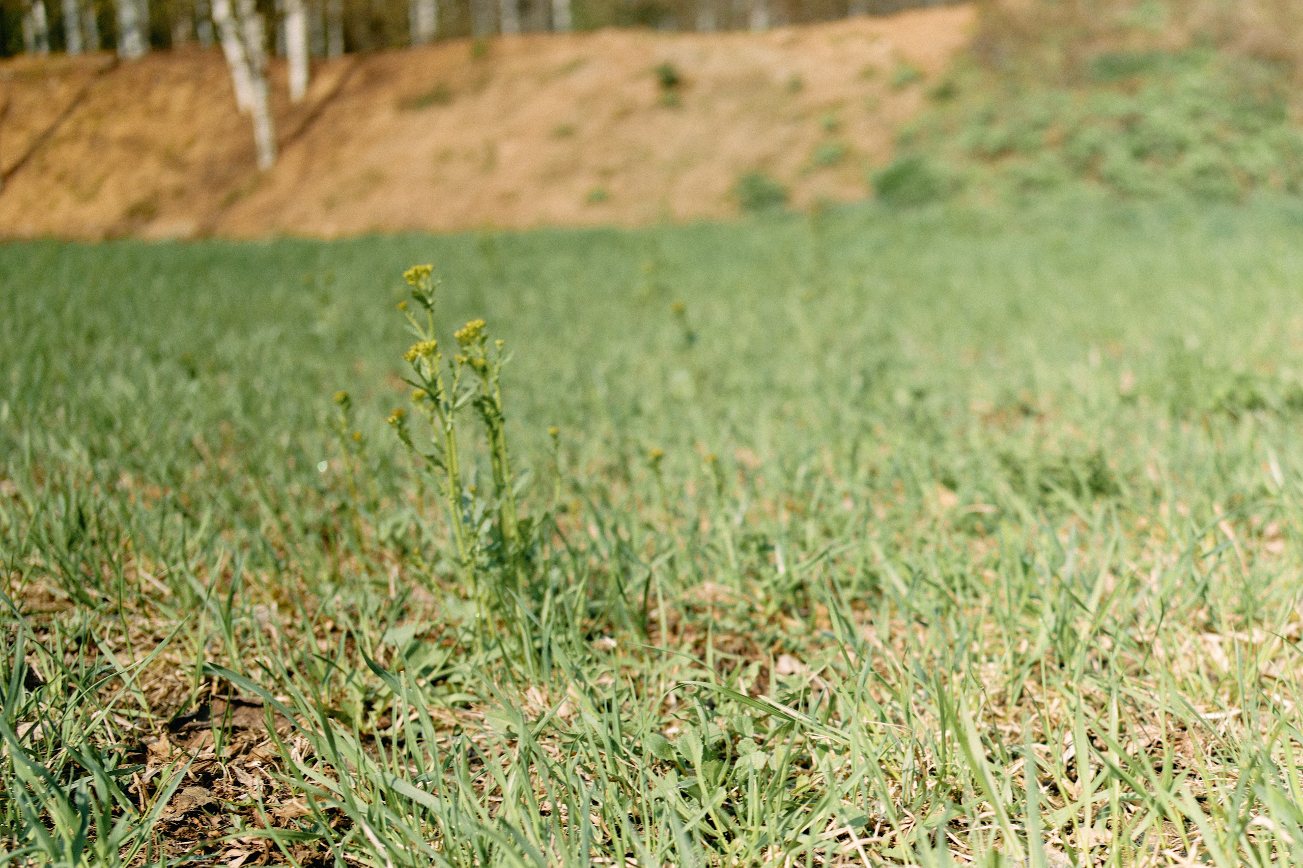 Бутик-отель Поле летом. Профессиональный Фотограф во Владимире, в Москве и в Суздале — Полина Романычева