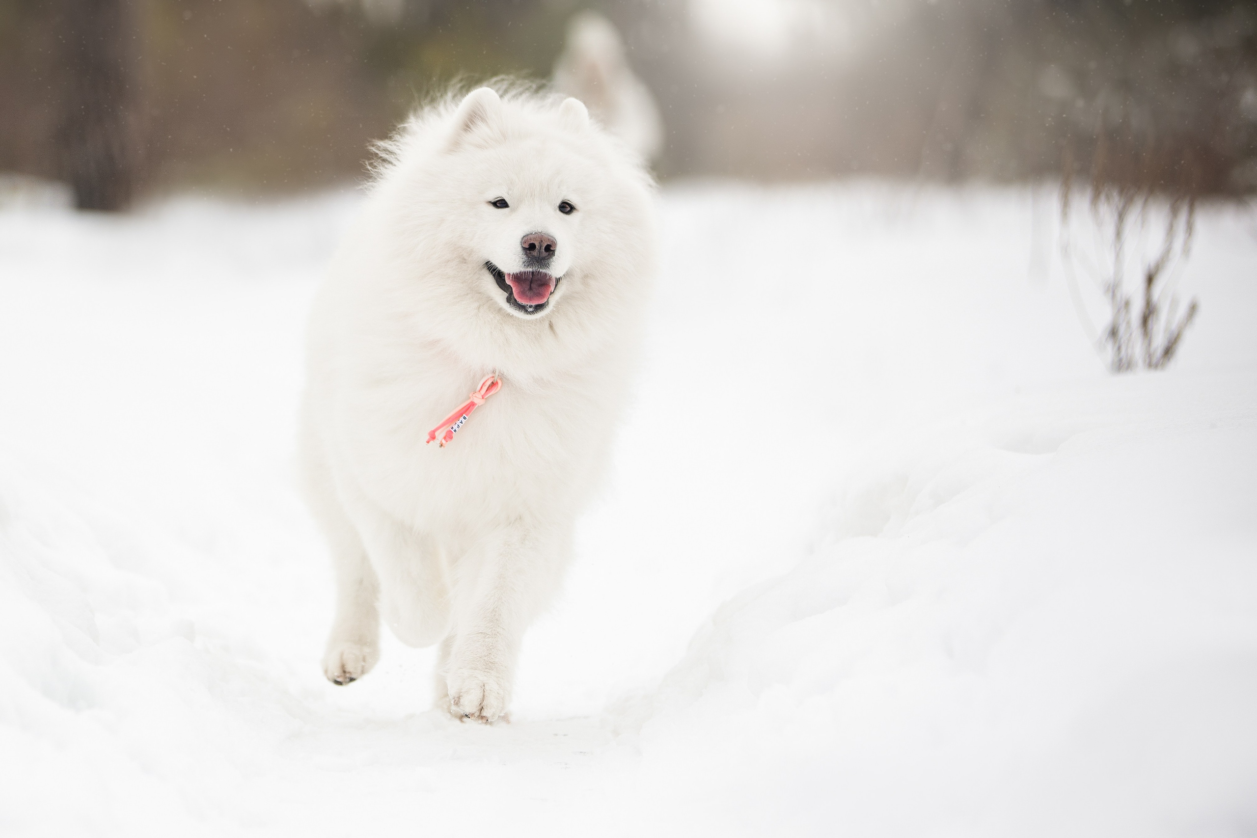 Валя, Варя и Лада. Фотограф анималист в Москве Майорова Евгения