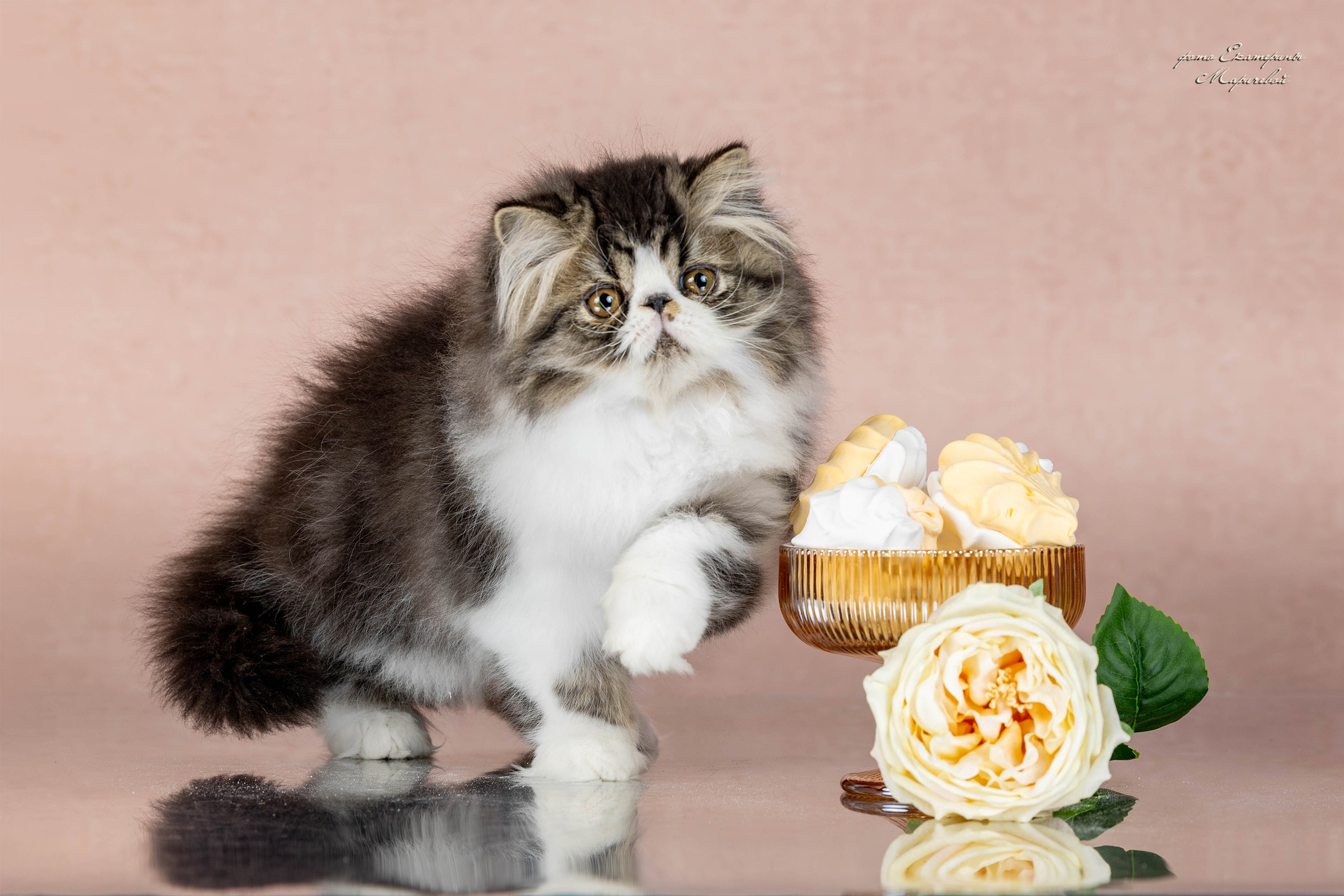 Пастельные фоны. Фотограф-анималист в Омске Екатерина Маричева