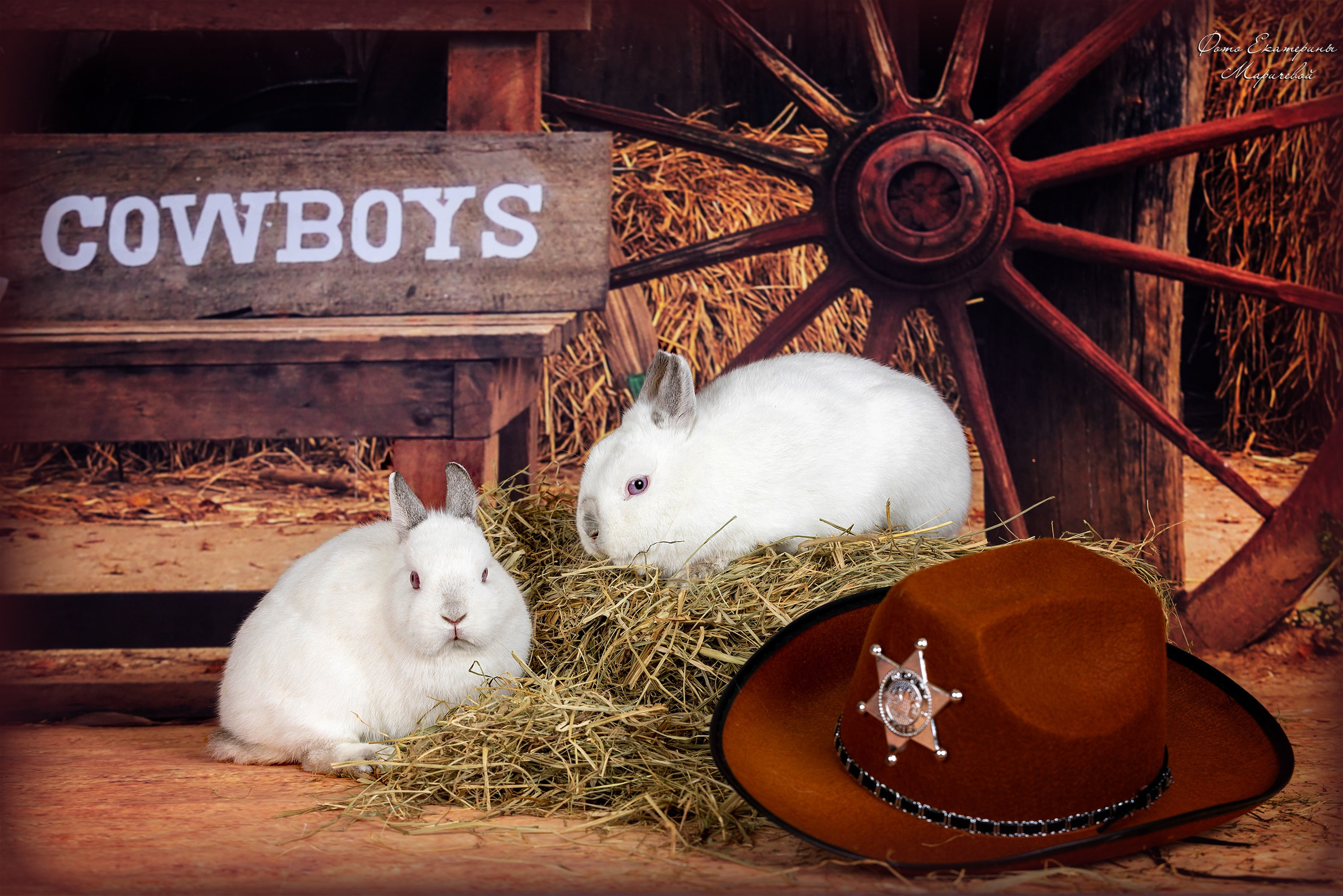 Тематические фоны с рисунком. Фотограф-анималист в Омске Екатерина Маричева