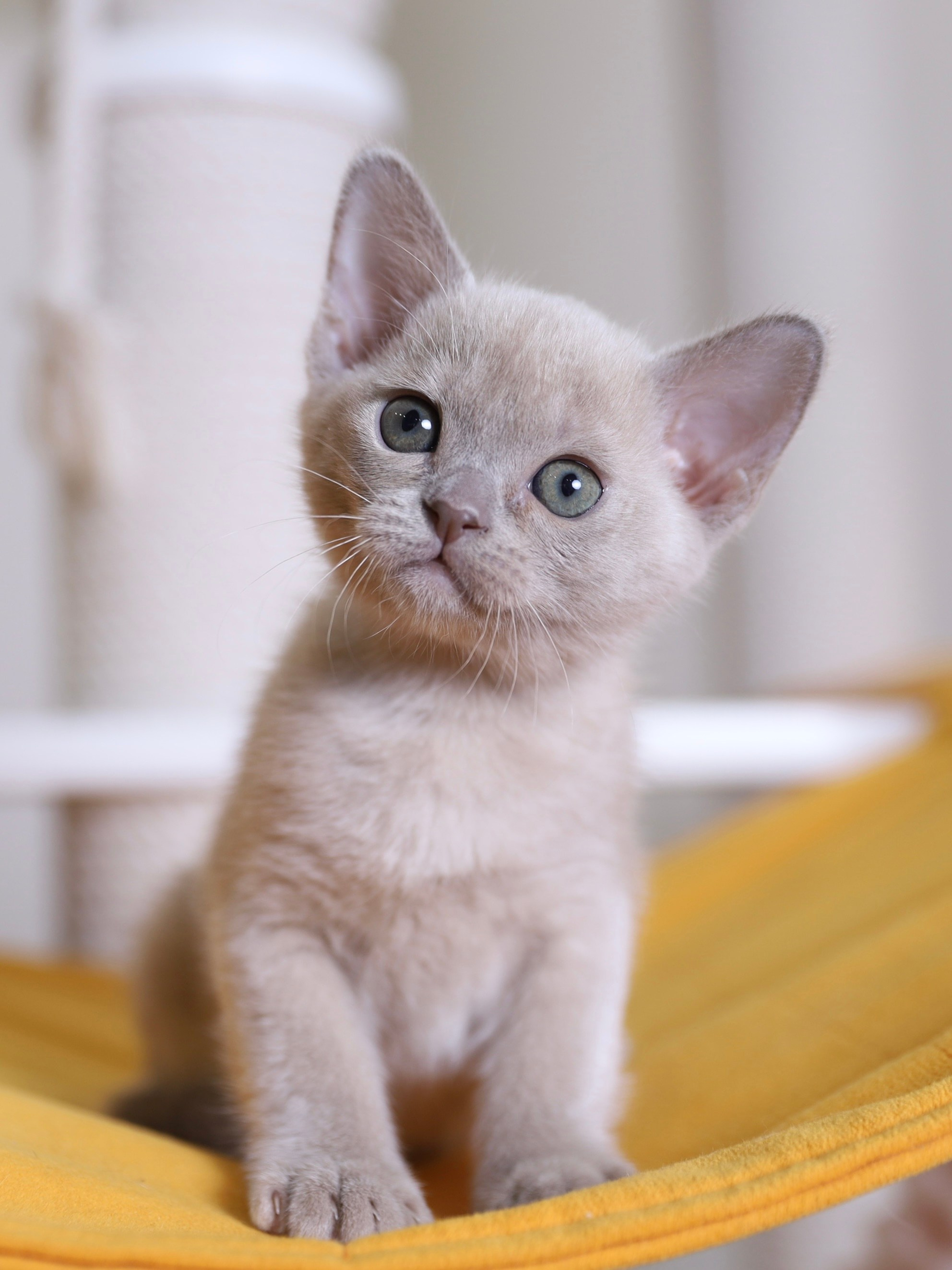 В. Cash. Cattery “Bouncy Life”