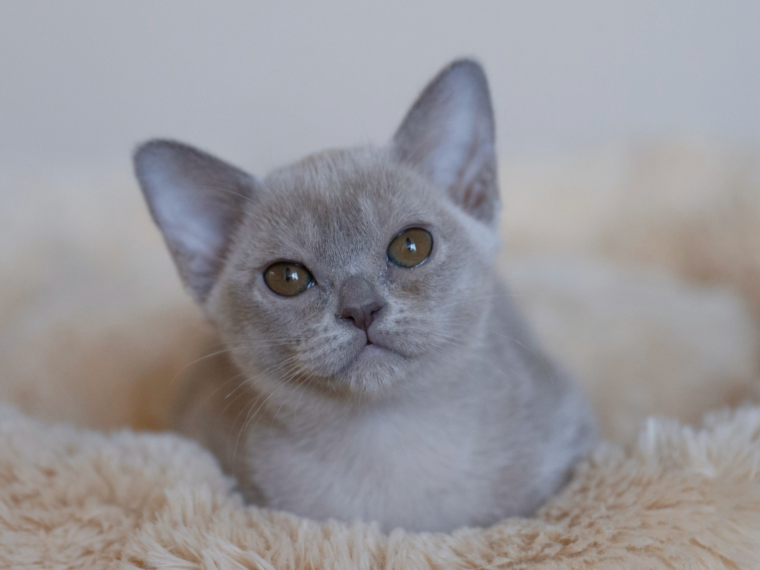 В. Питомник «Bouncy Life»