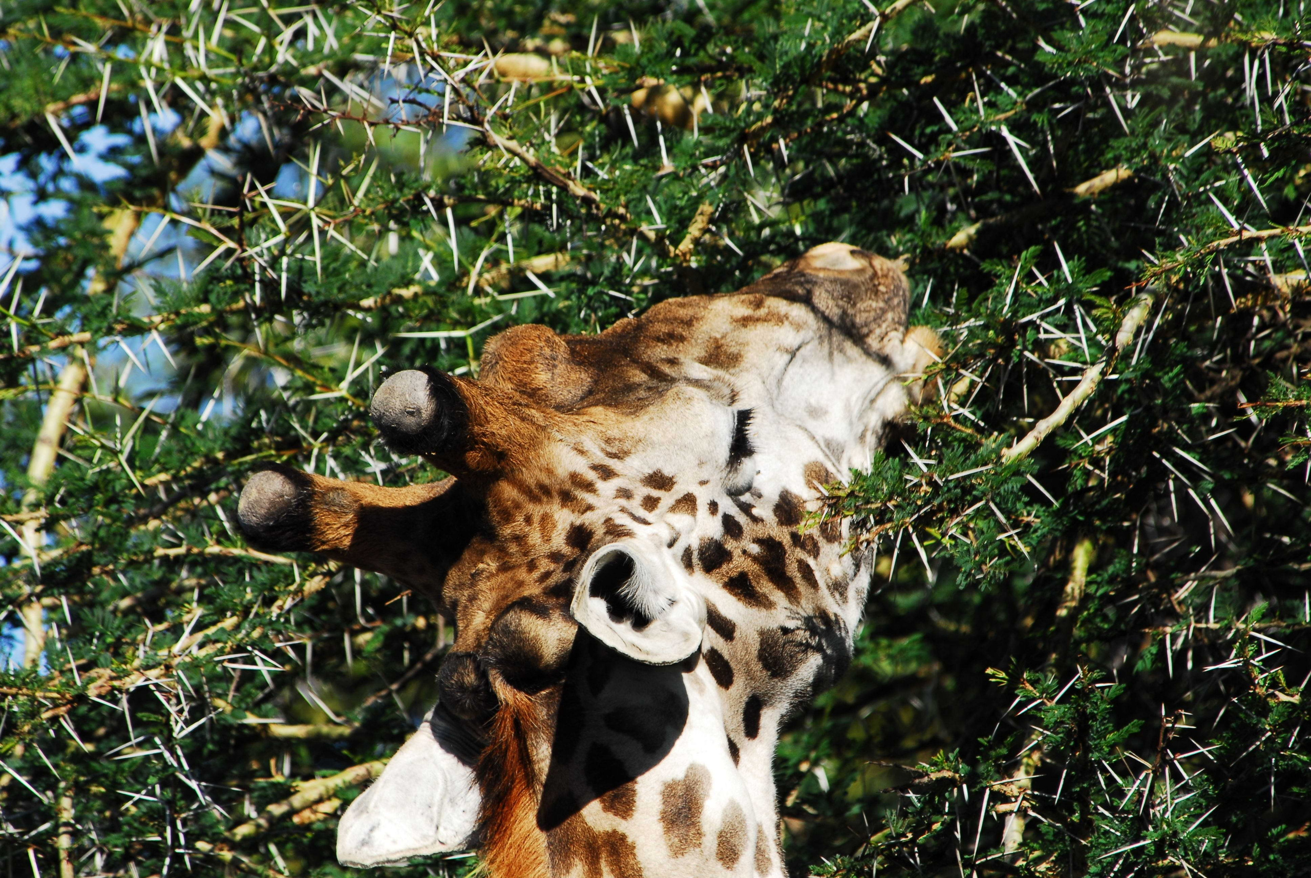 Килиманджаро. Заставка